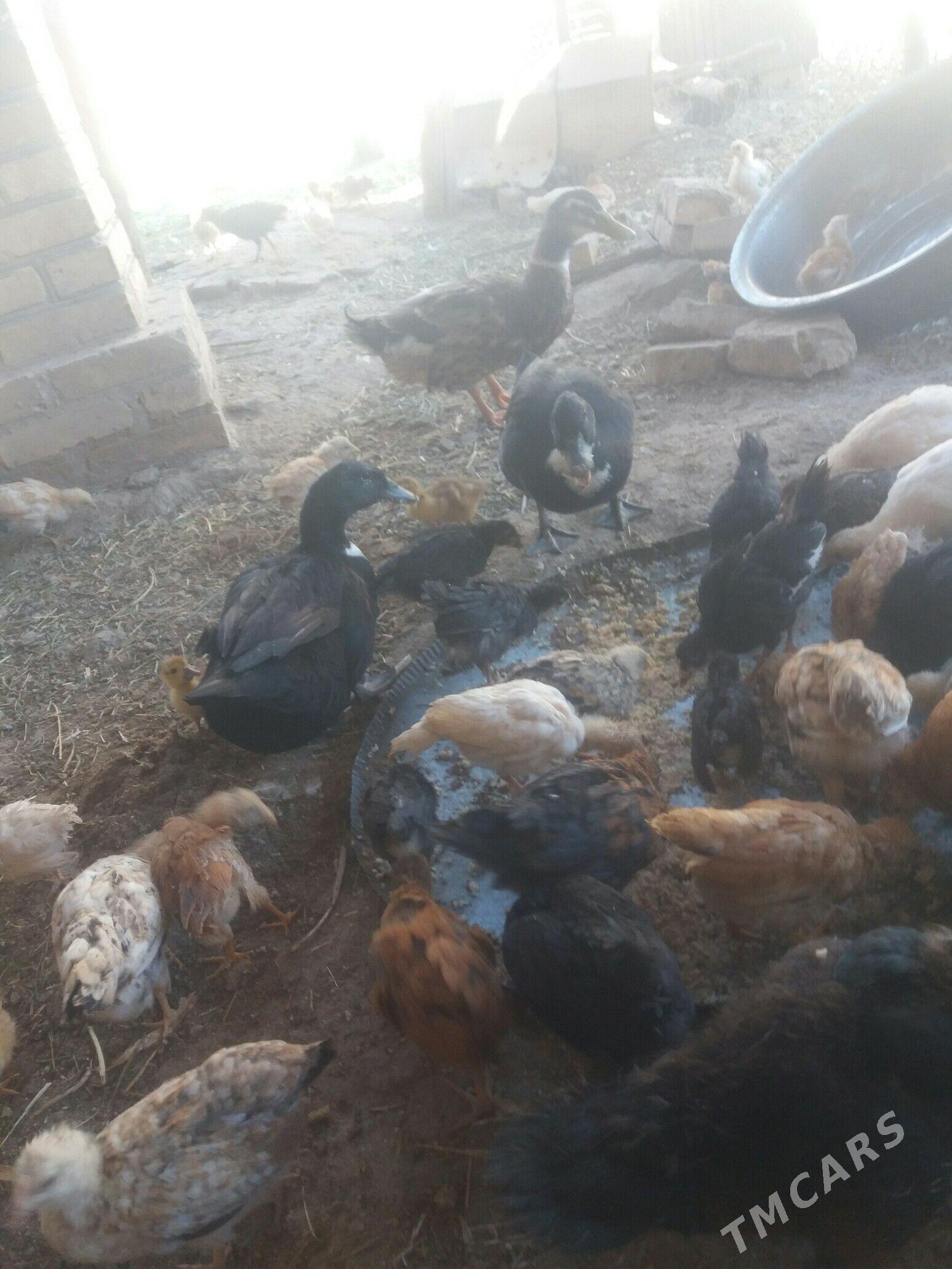 GAZ GAK ÝAŞYL BAŞ. - Kerki - img 1