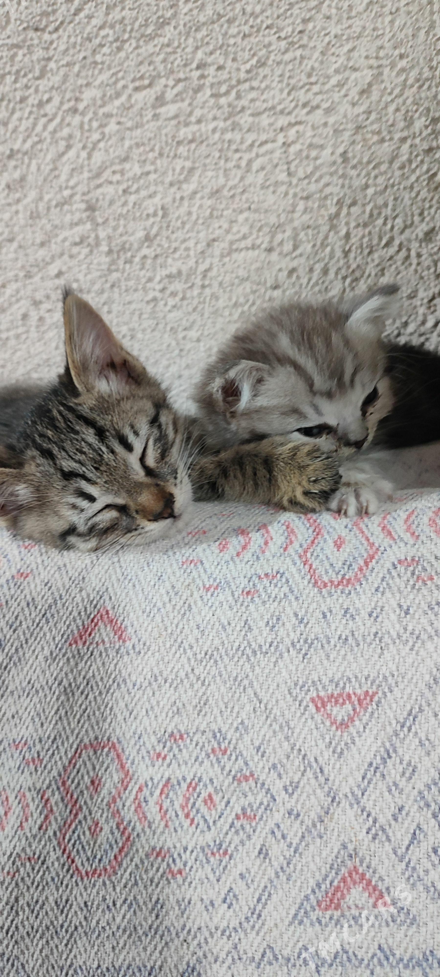 КОТЯТА - Мары - img 1
