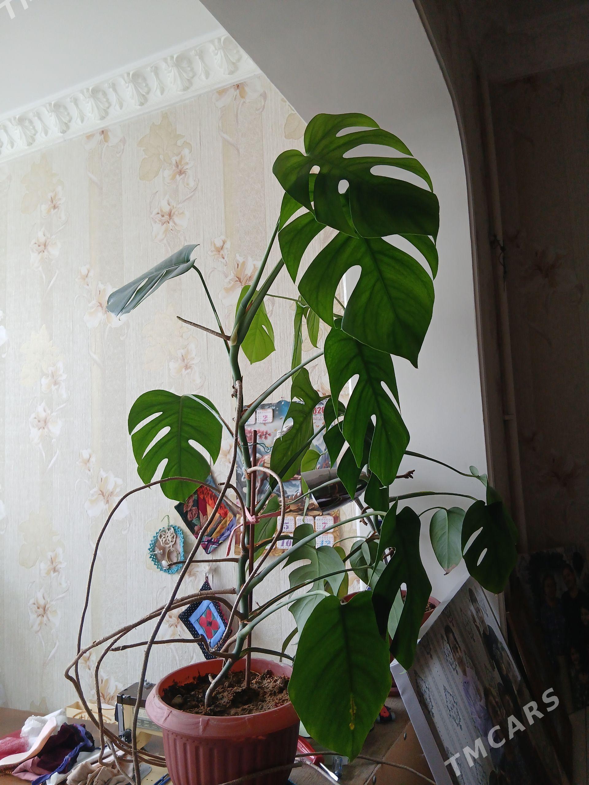 monstera - Ашхабад - img 1