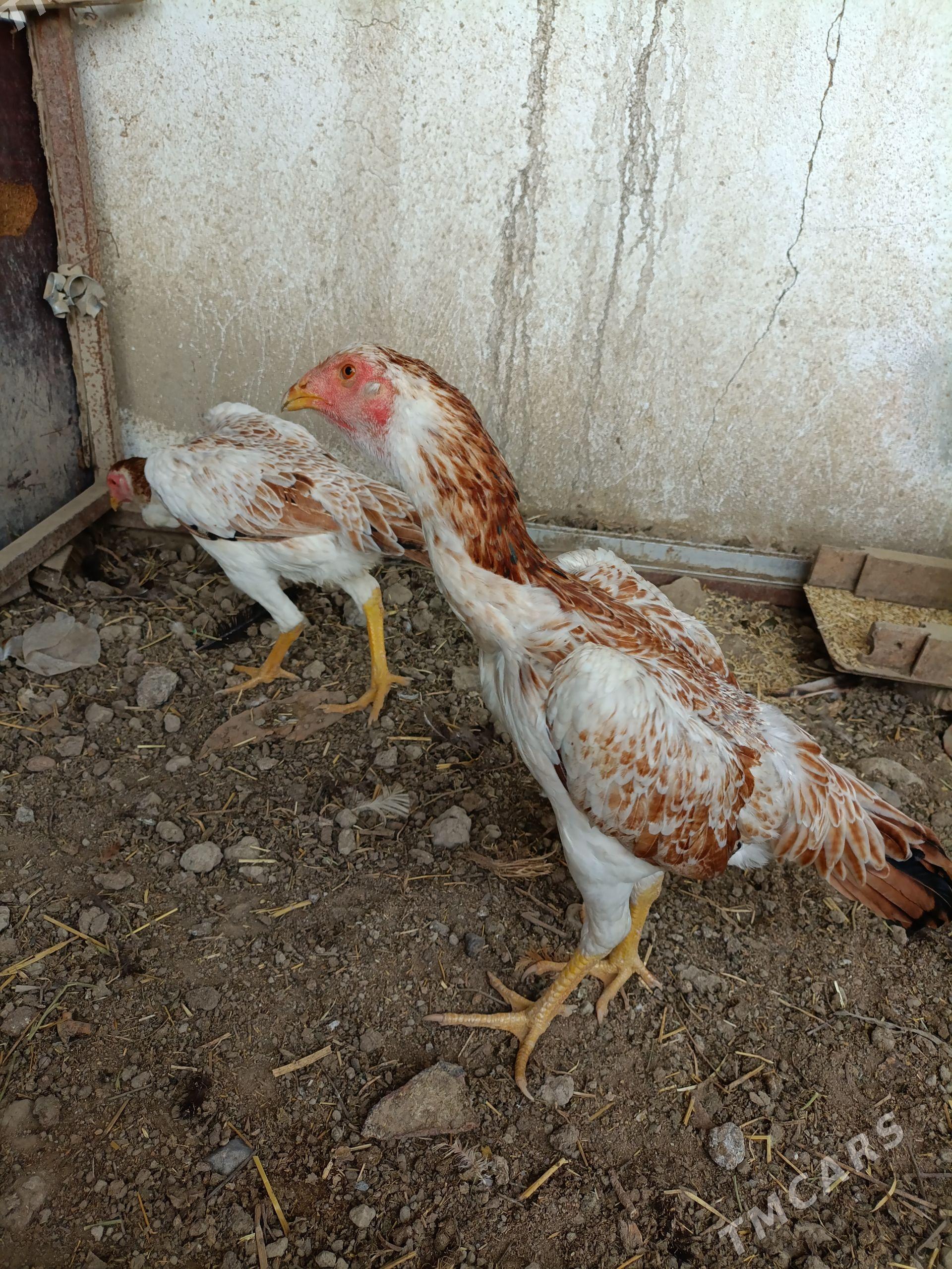 tasgent - Gökdepe - img 1