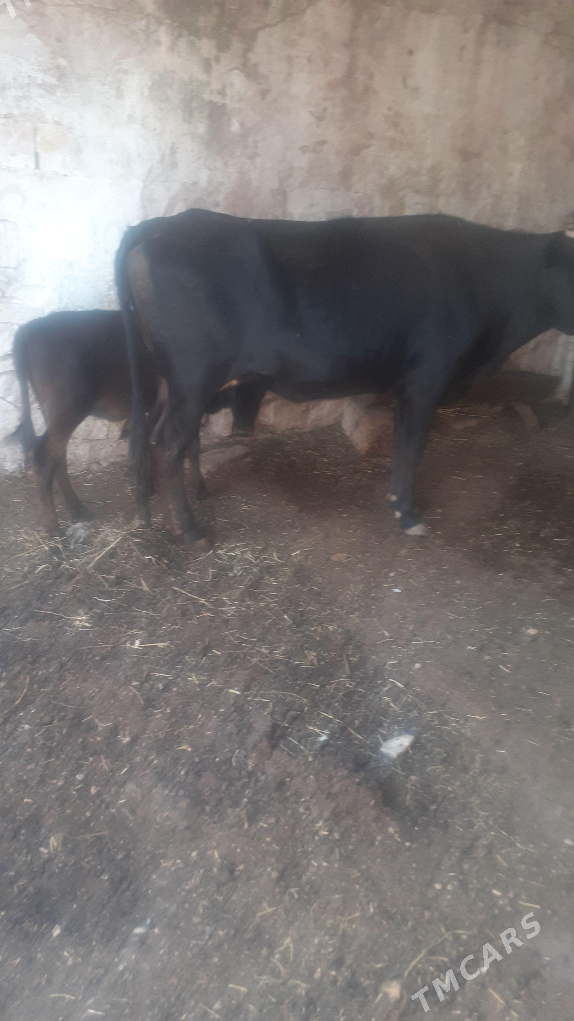 goleli sygyr - Balkanabat - img 1