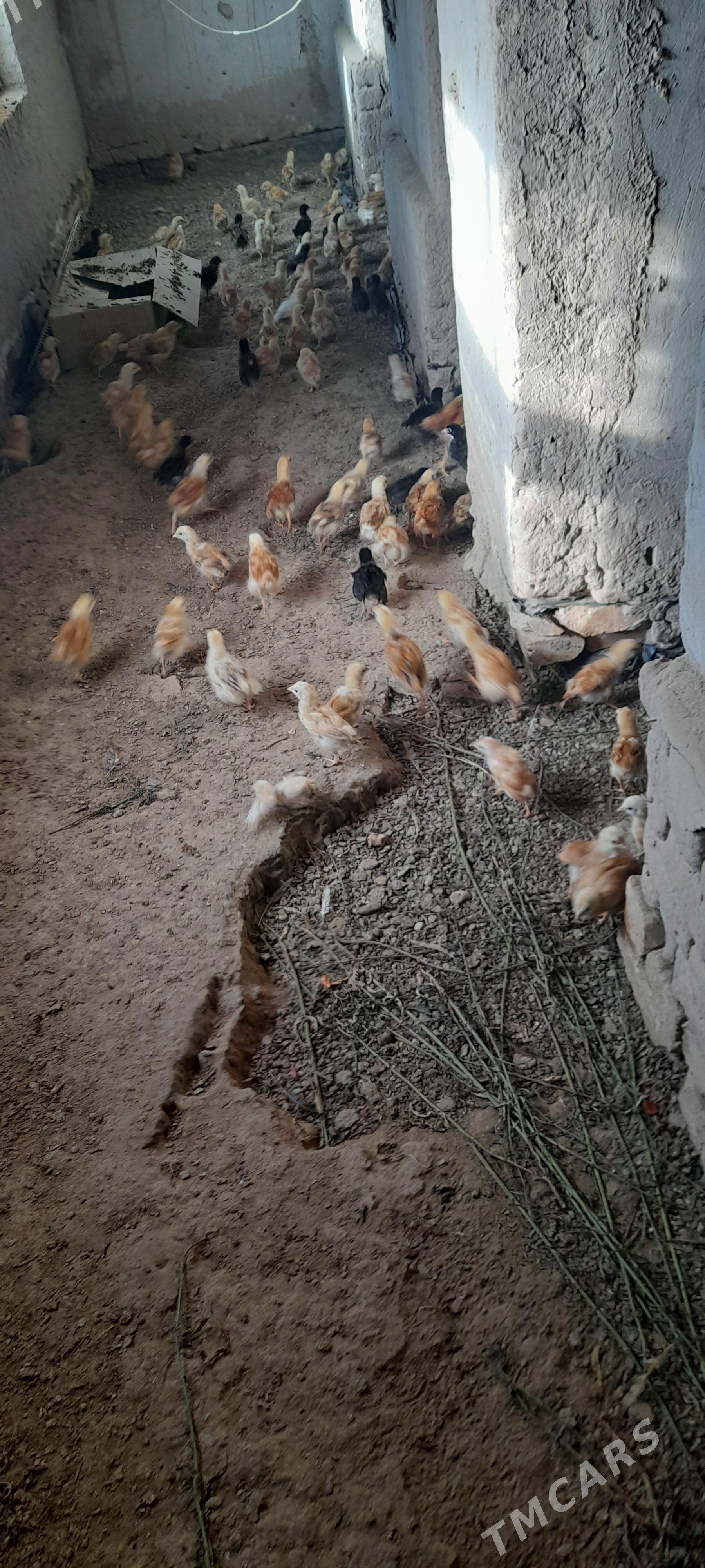 juyje жуйже - Şabat etr. - img 1