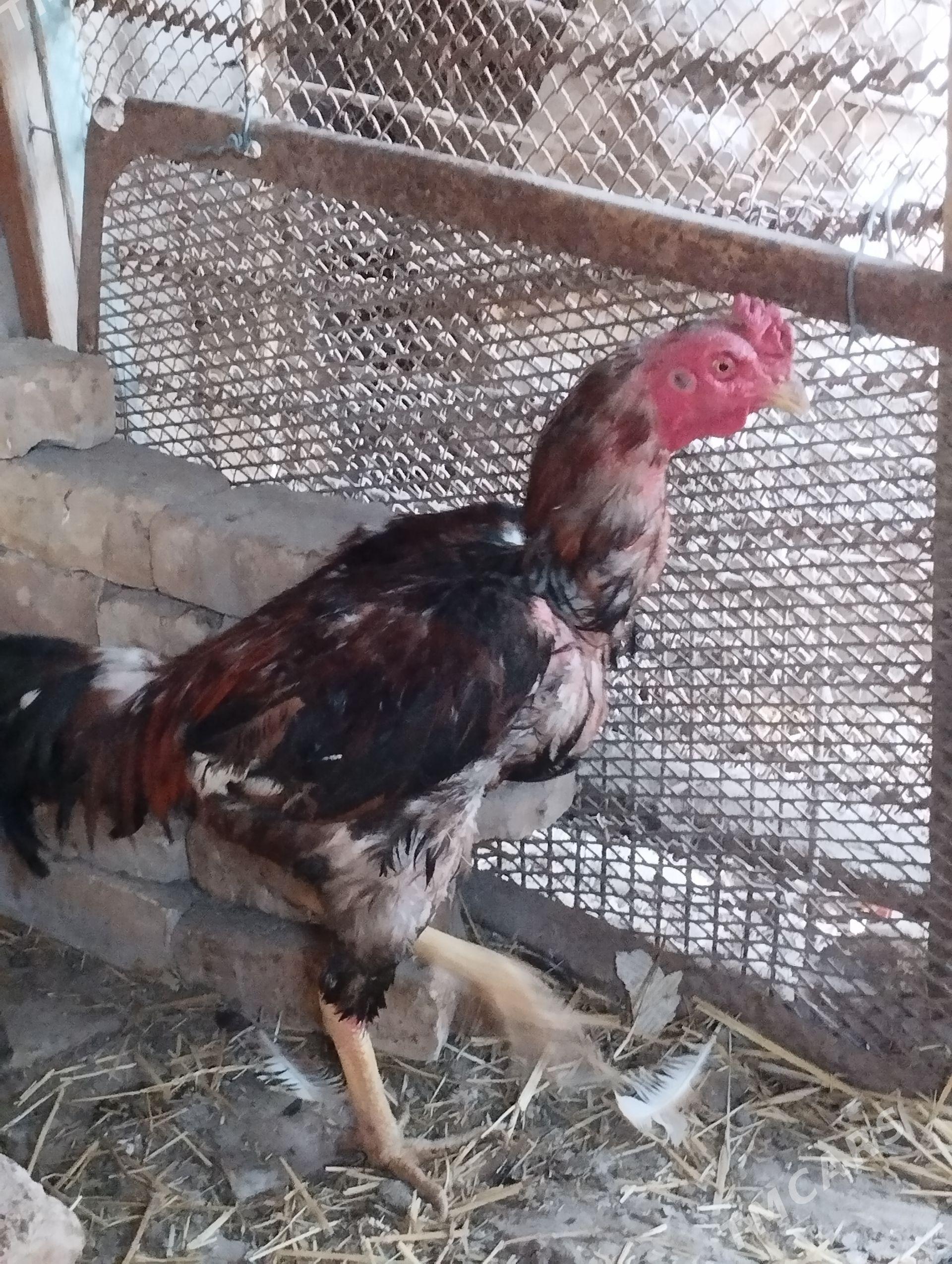 baysow horaz - Türkmenabat - img 1