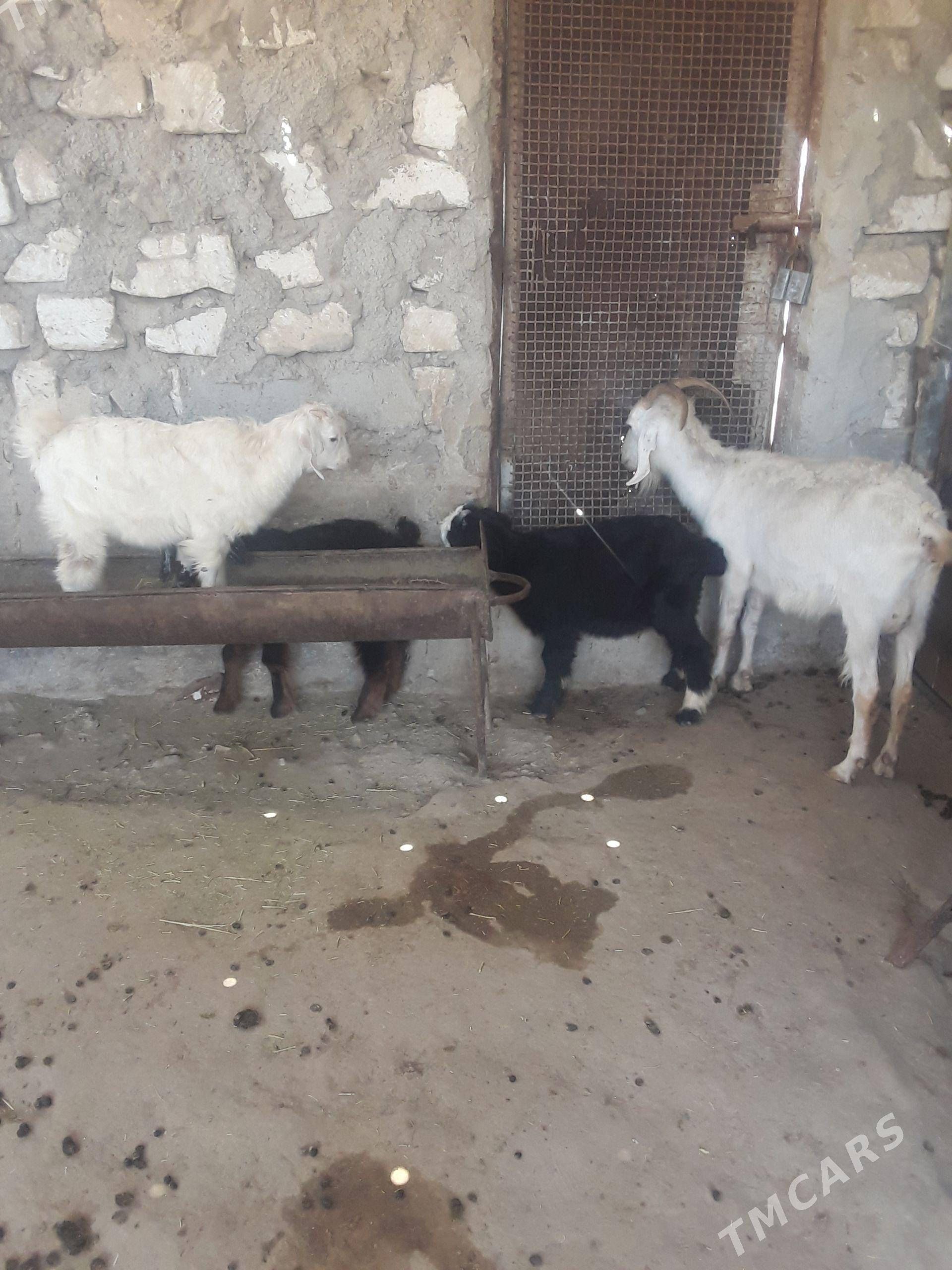 geçi - Гумдаг - img 1