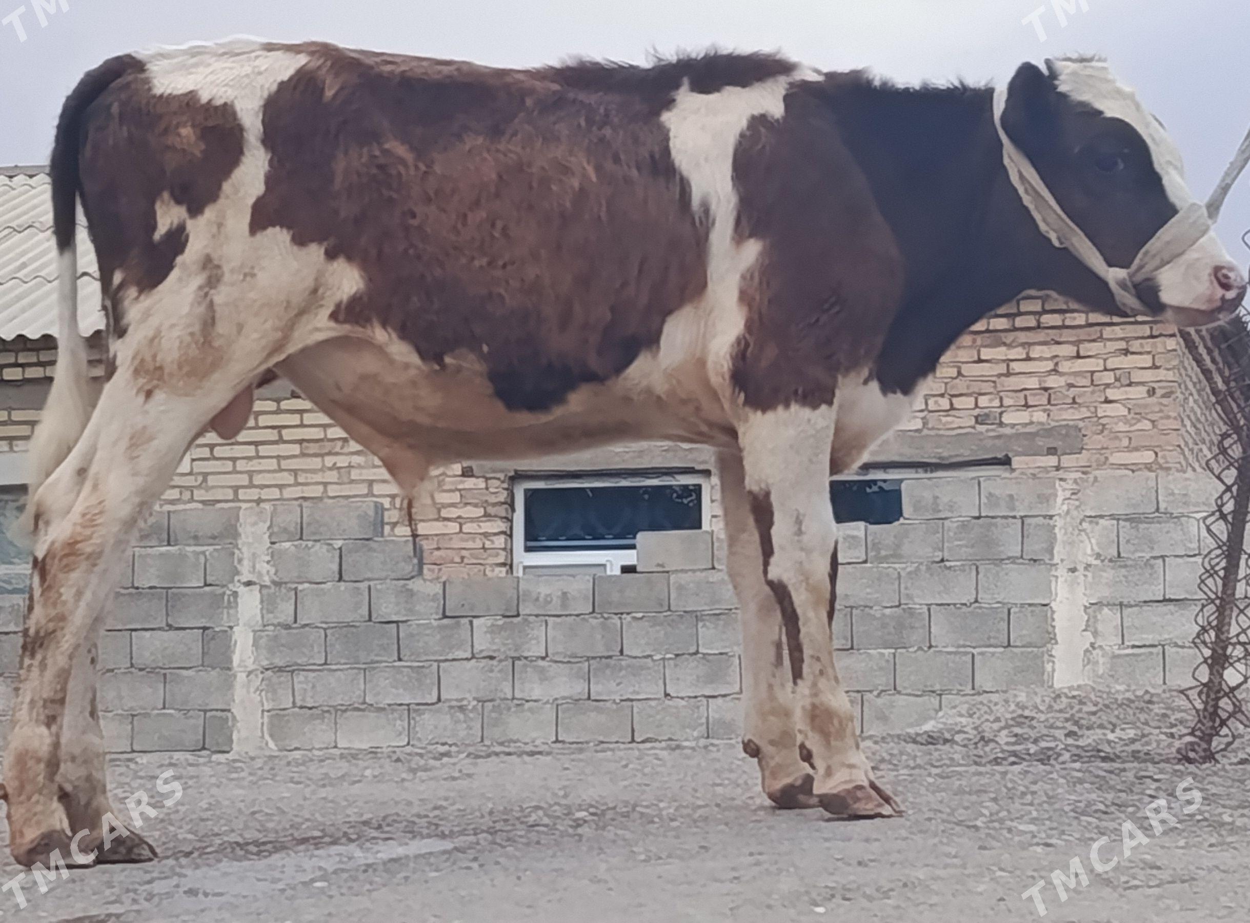 orginal Galşteyin - Büzmeýin - img 1