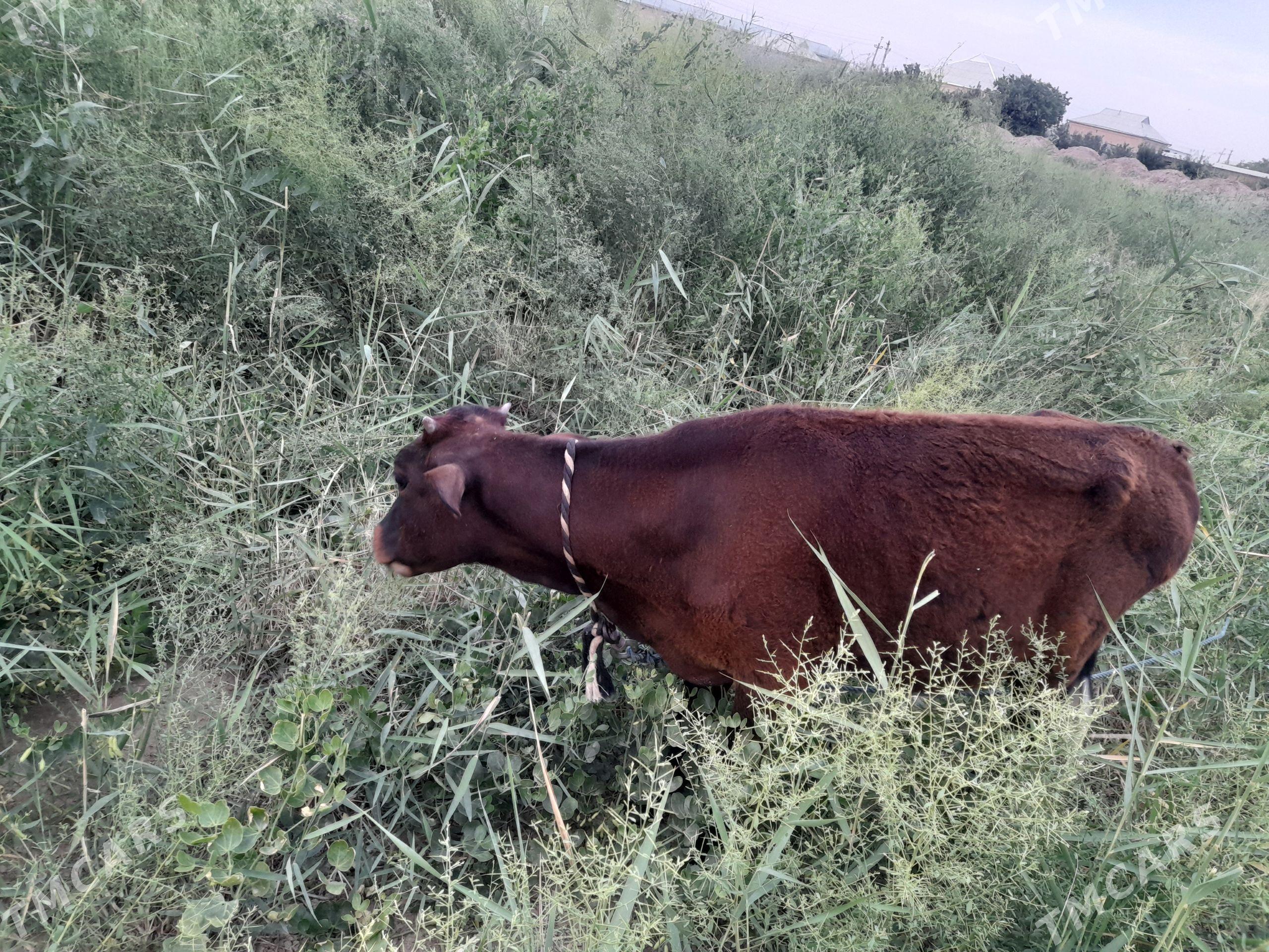 Okuzce - Mary - img 1