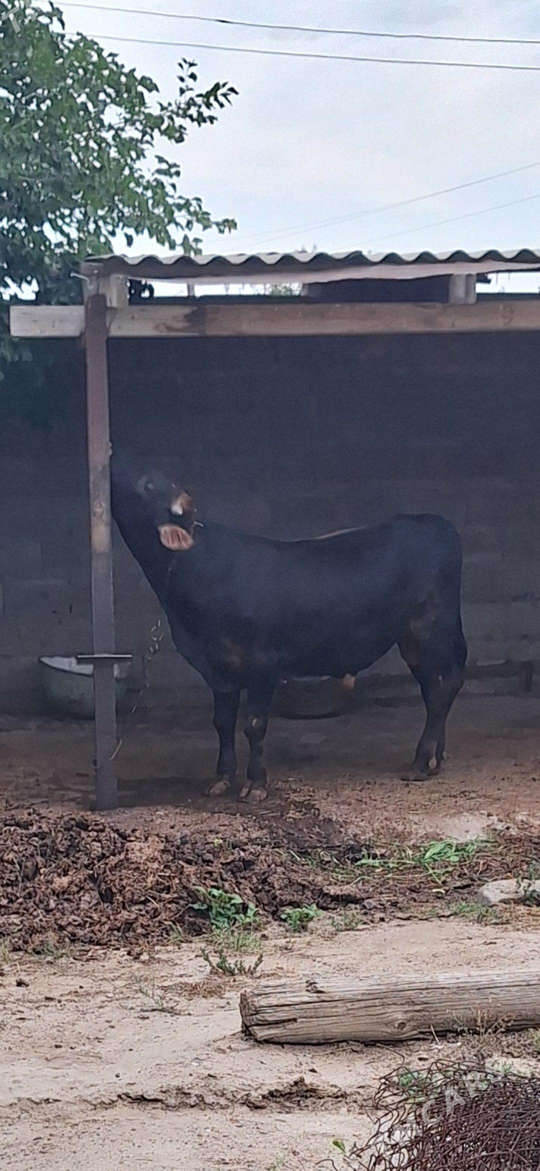 okuz - Bäherden - img 1
