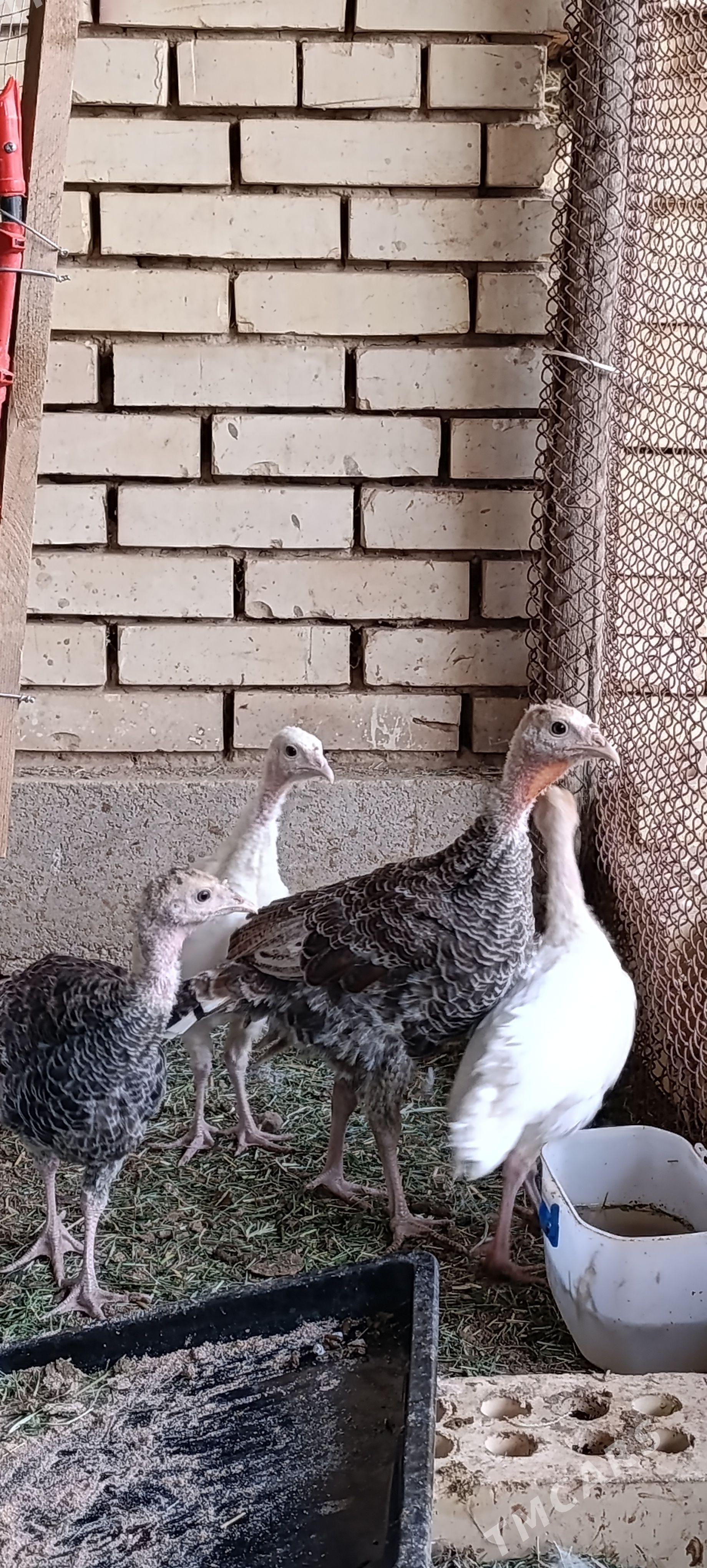 induk jüje 3ay bolp geçen - Сакарчага - img 1