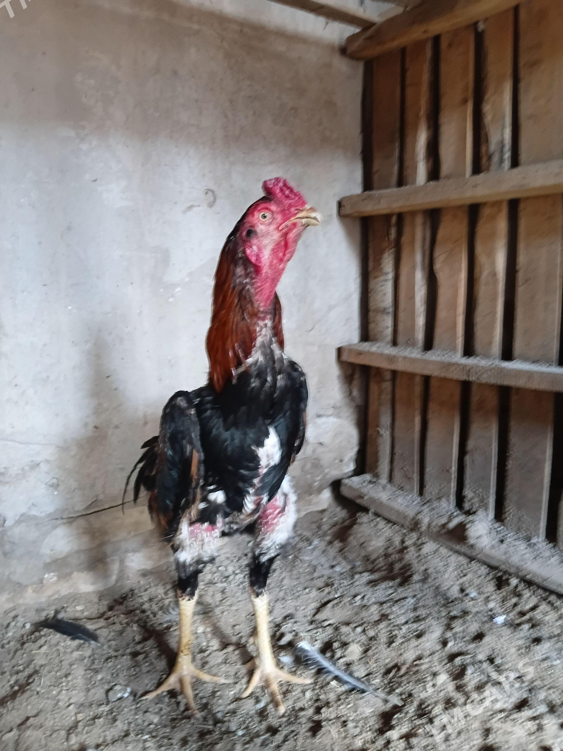 horaz - Daşoguz - img 1