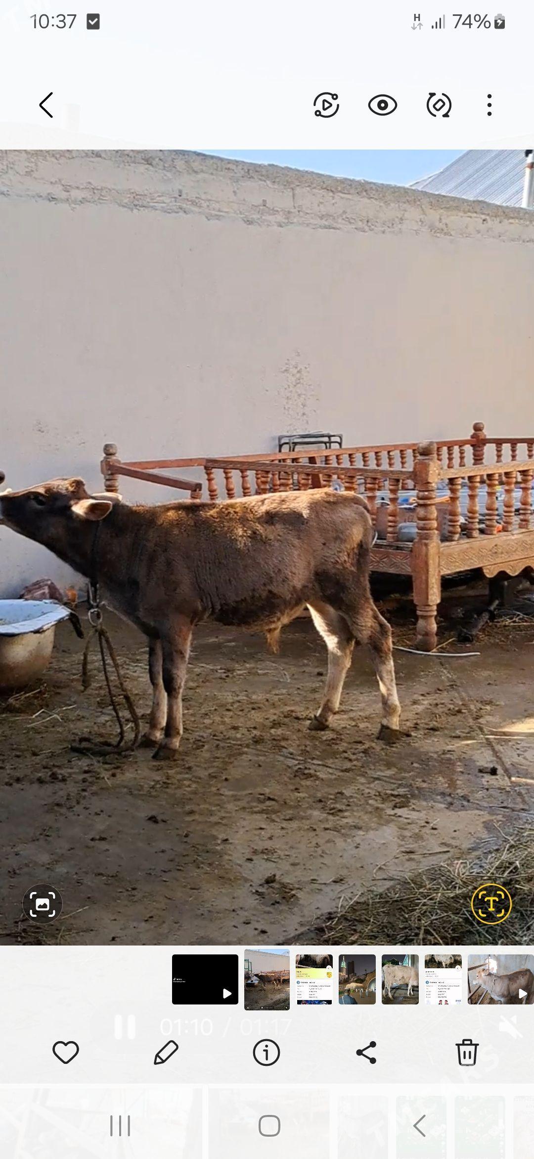 sygyr göleli 2 garni - Ашхабад - img 1