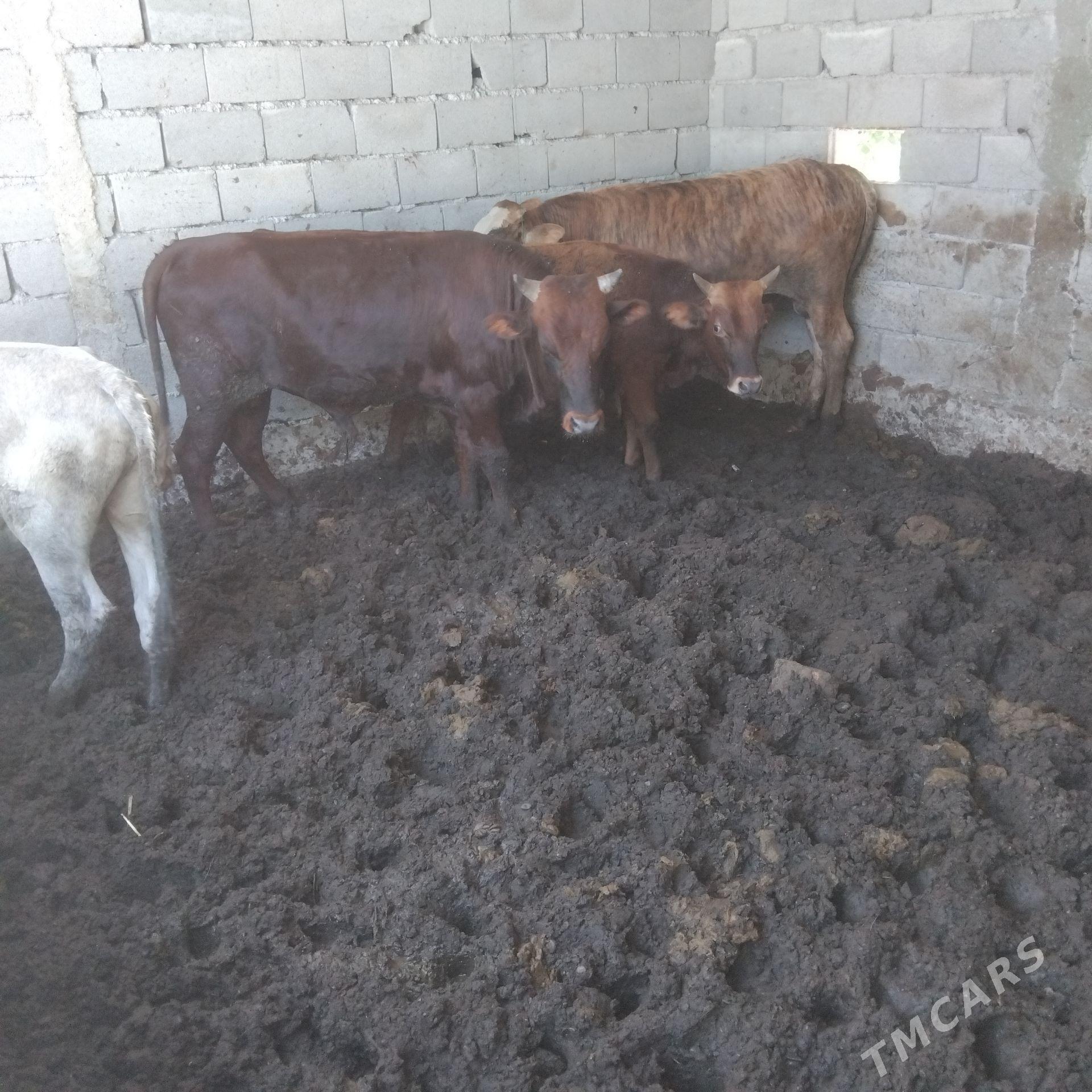 5sany 1tuwe jemi6 sany - Гёкдепе - img 1