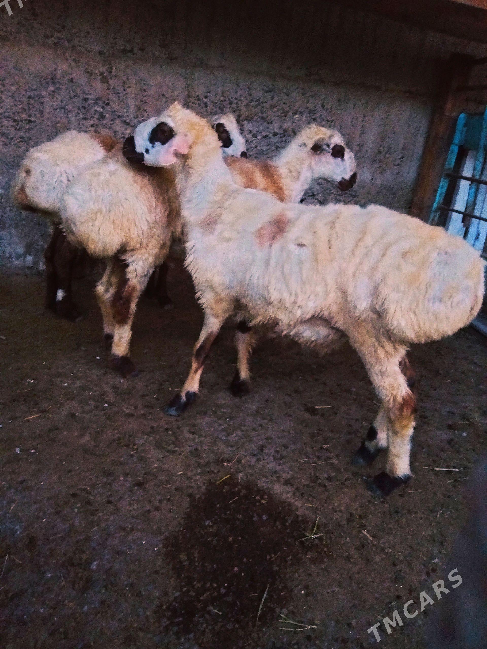 biçilen işşek - Aşgabat - img 1