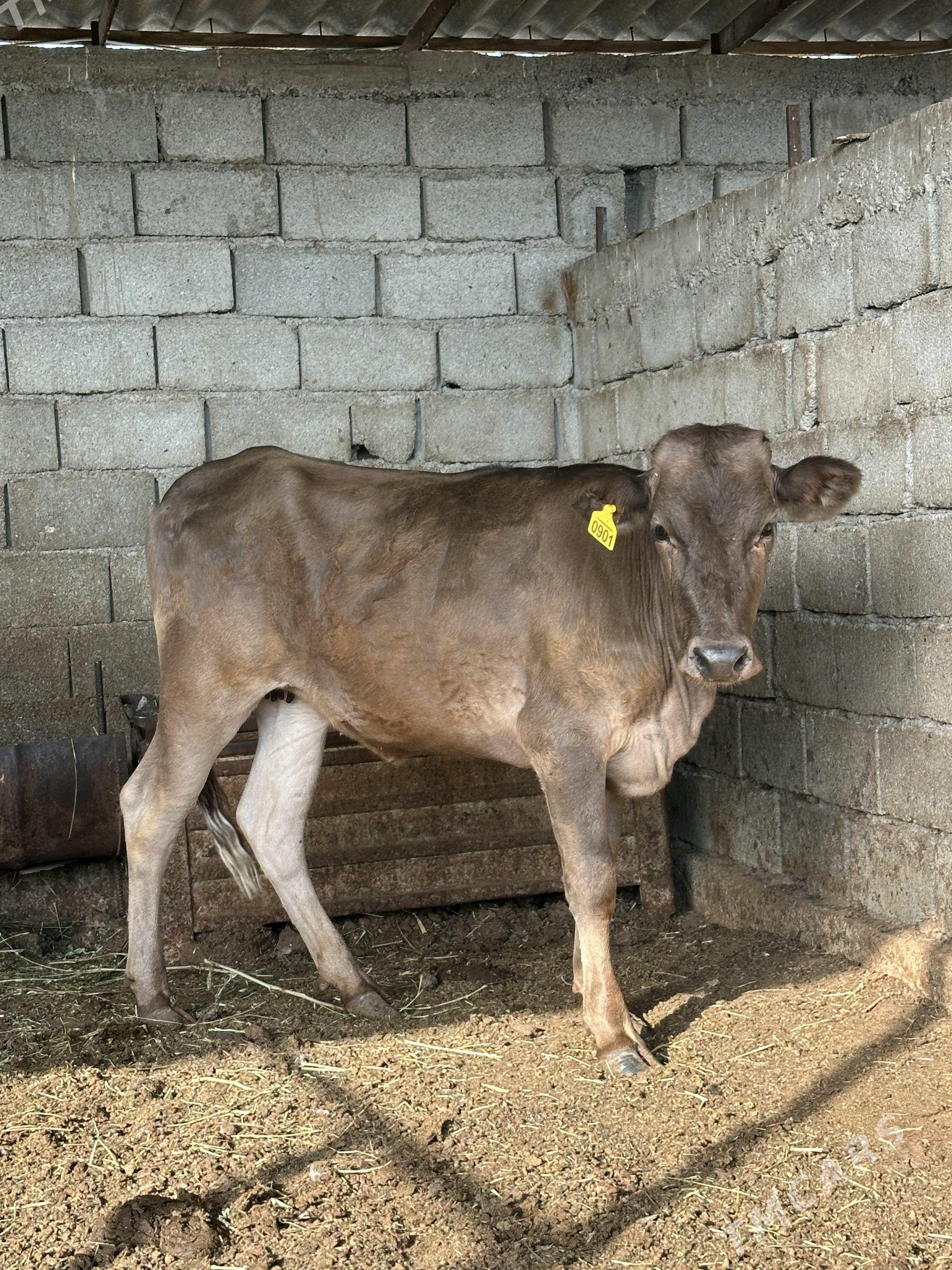 GÖKALA GIBRIT TÜWE - Gökdepe - img 1