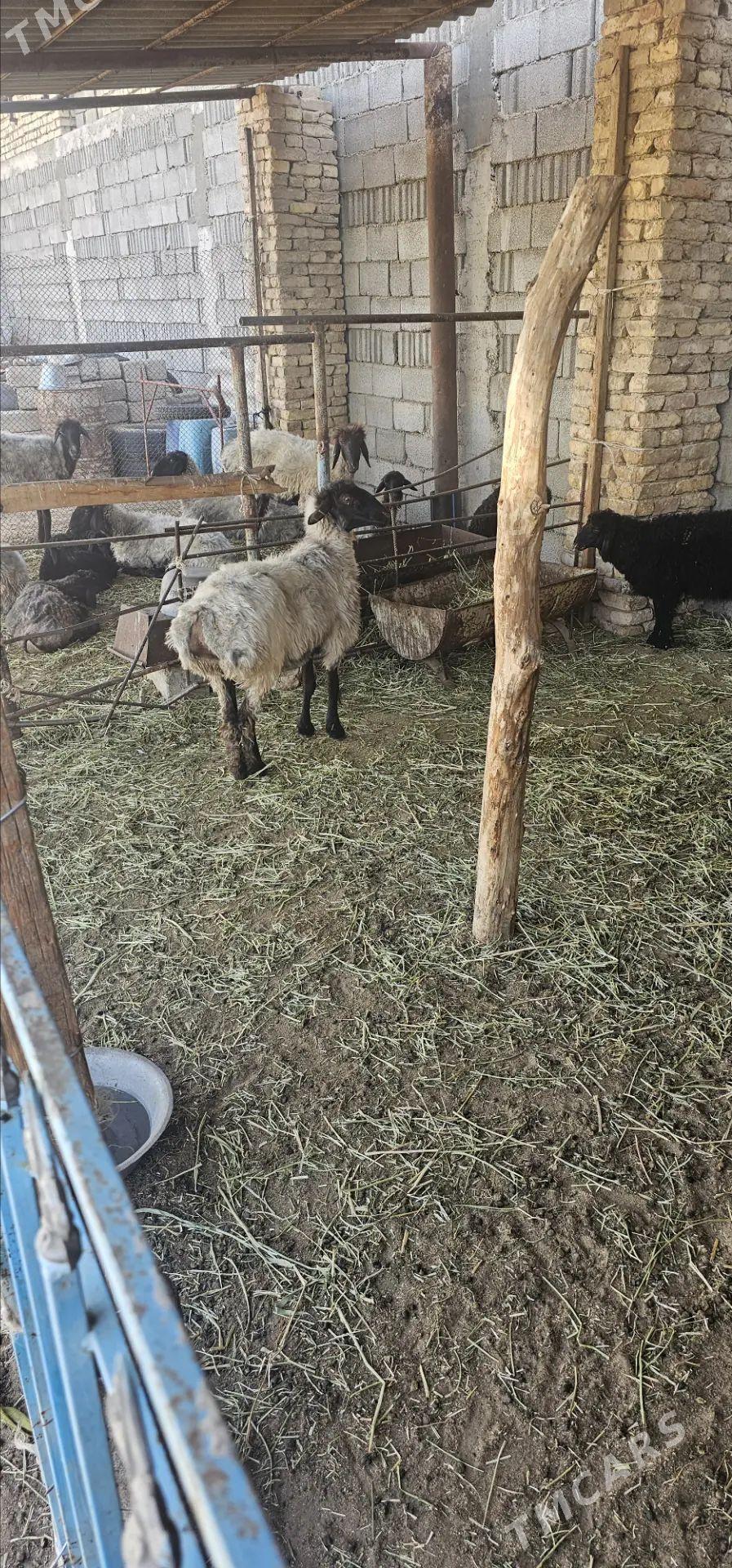 goyun guzly işşek - Çoganly - img 1
