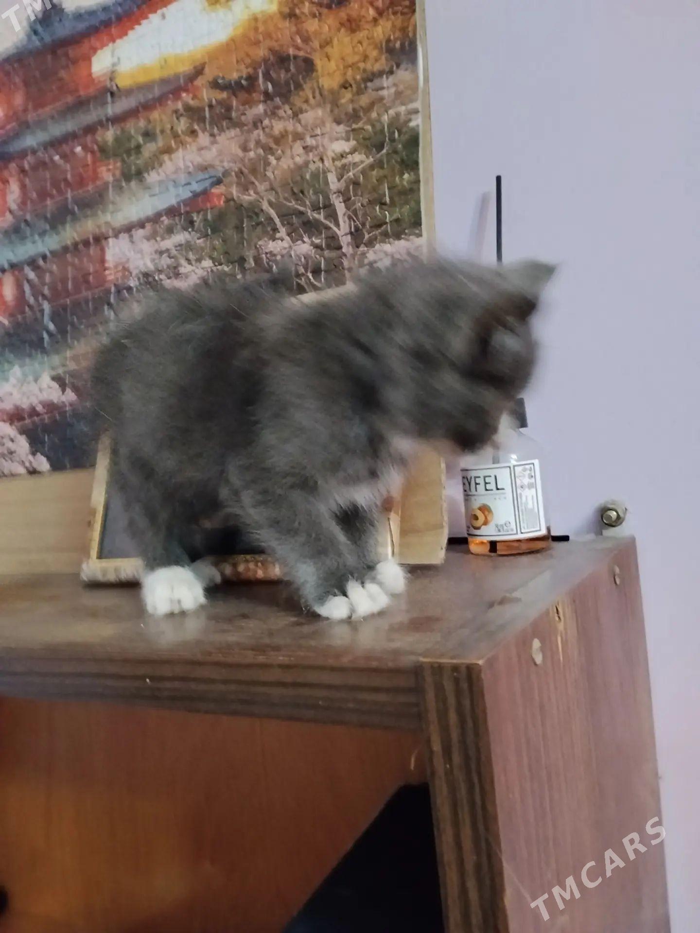 котенок - Туркменабат - img 1