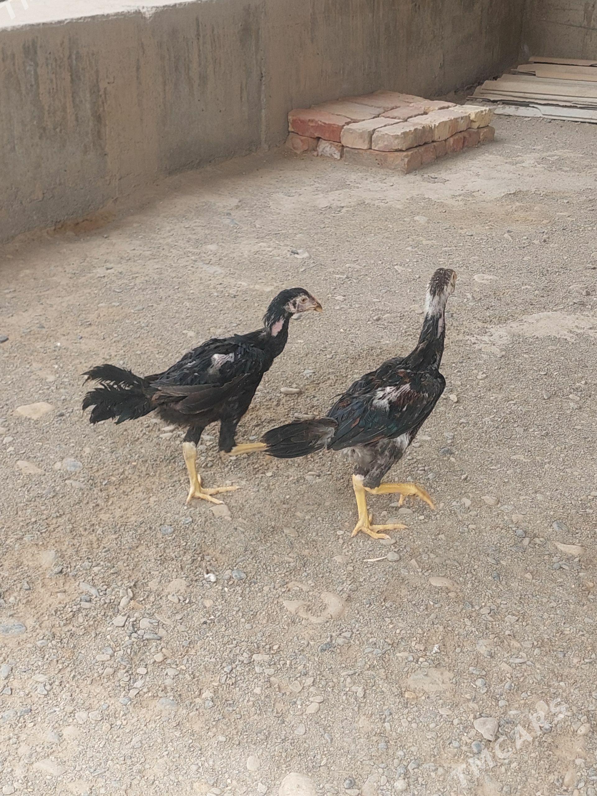 Taşkent - Tejen - img 1