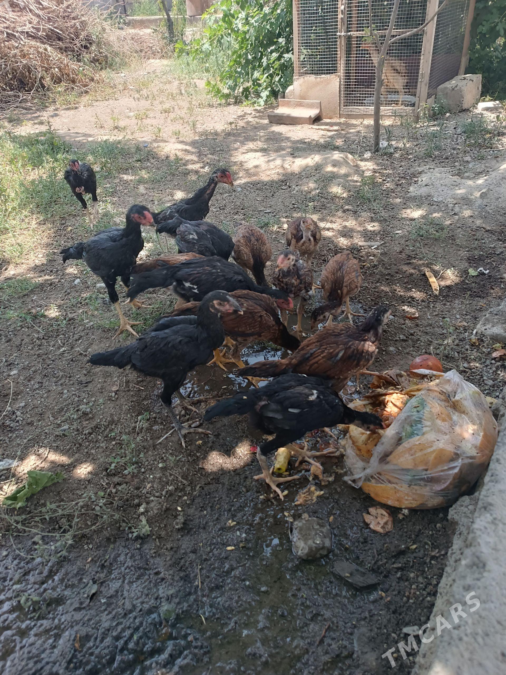 taşgent juje maki - Gökdepe - img 1