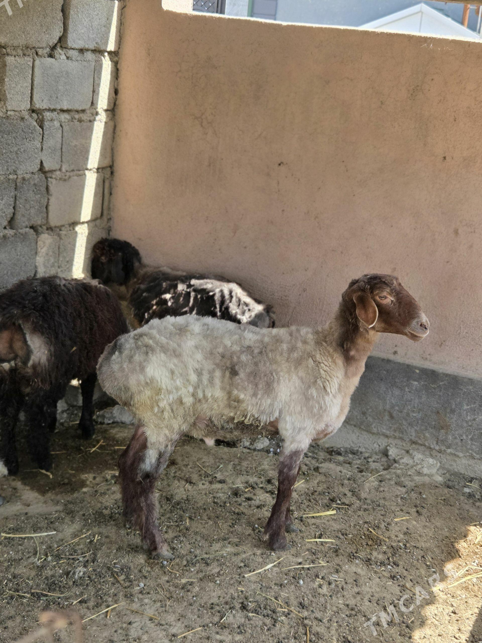 GOYUN ŐWEÇ - Гёкдже - img 1
