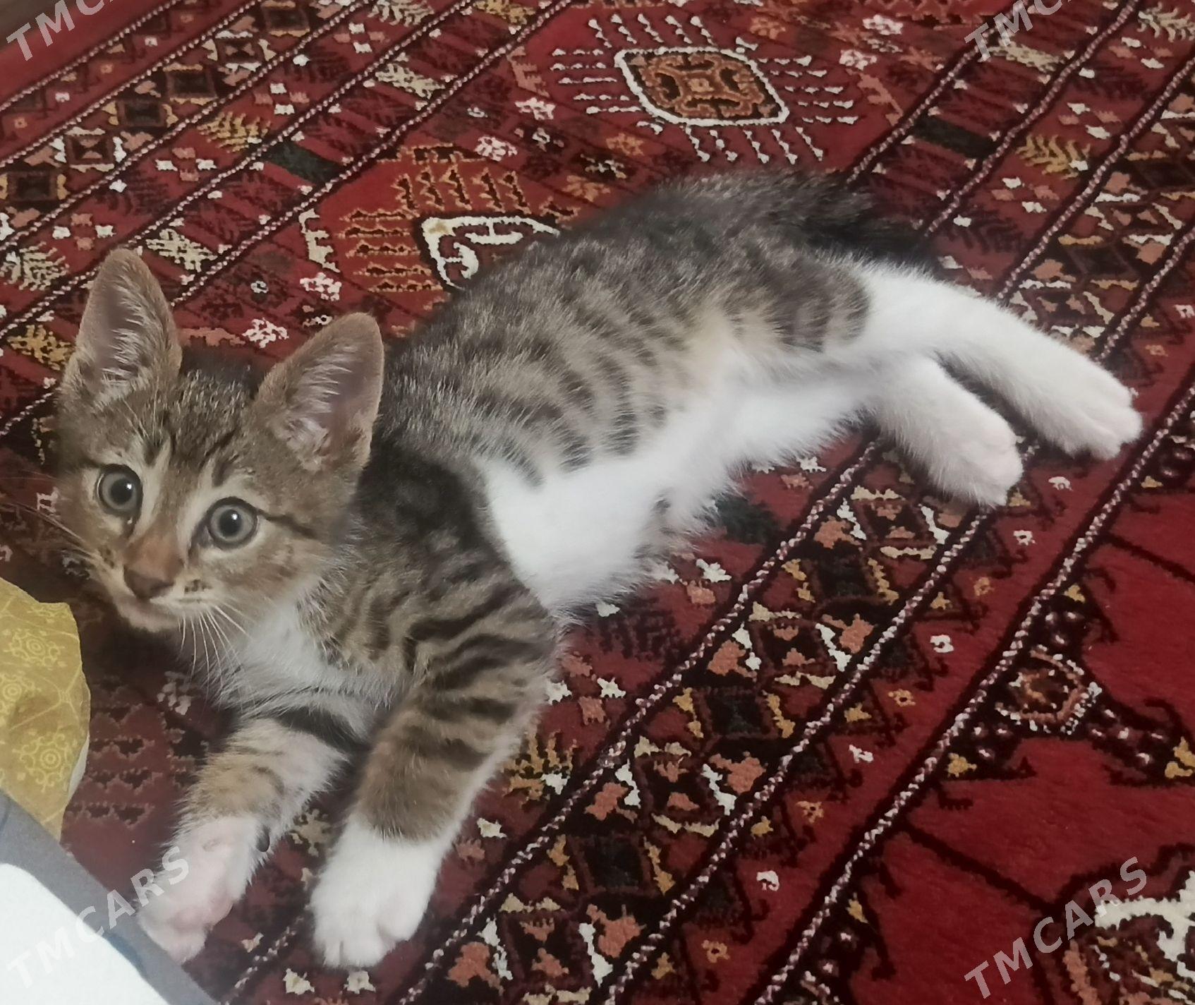 Котёнок - Ашхабад - img 1