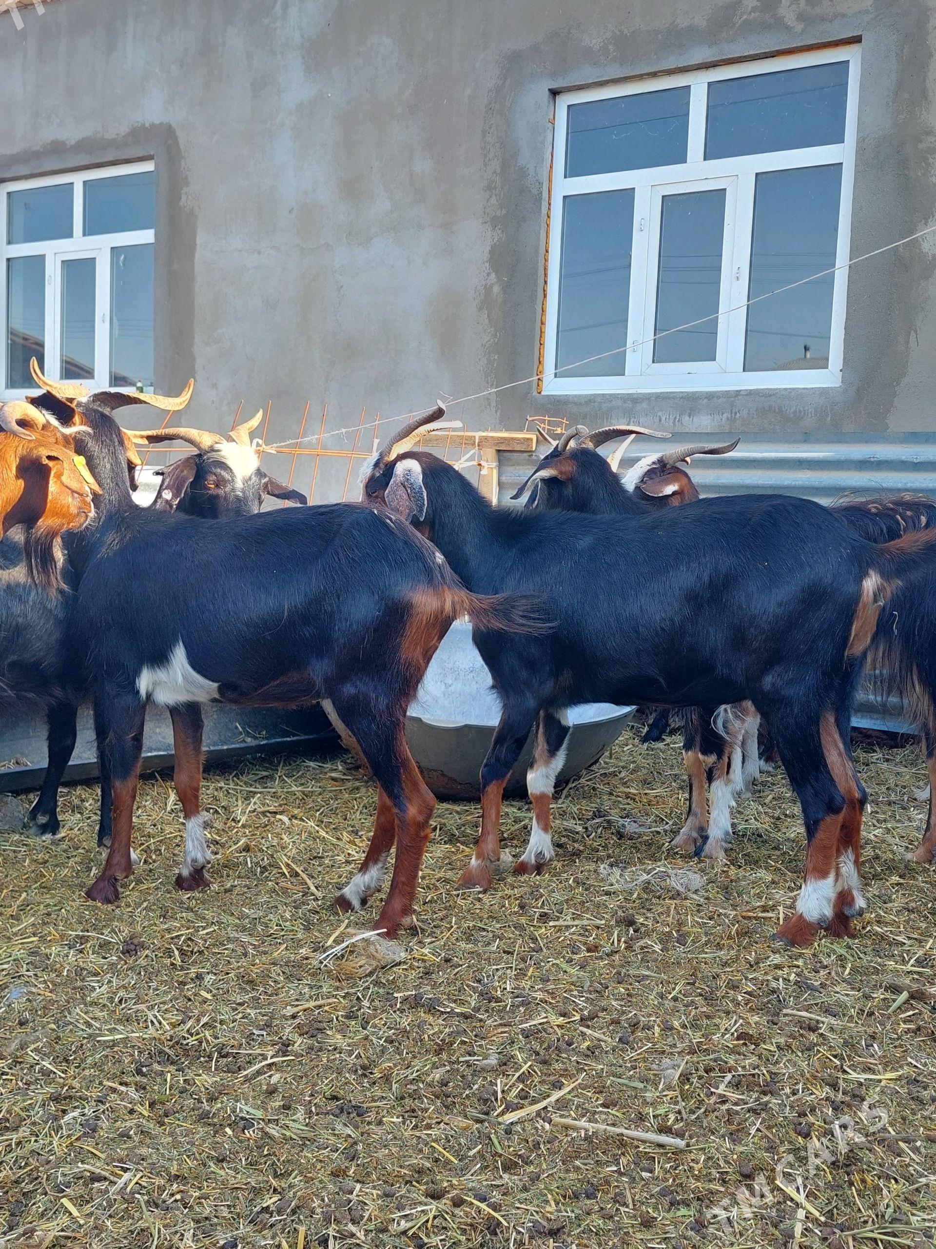 bakylan geçiler - Гёкдепе - img 1