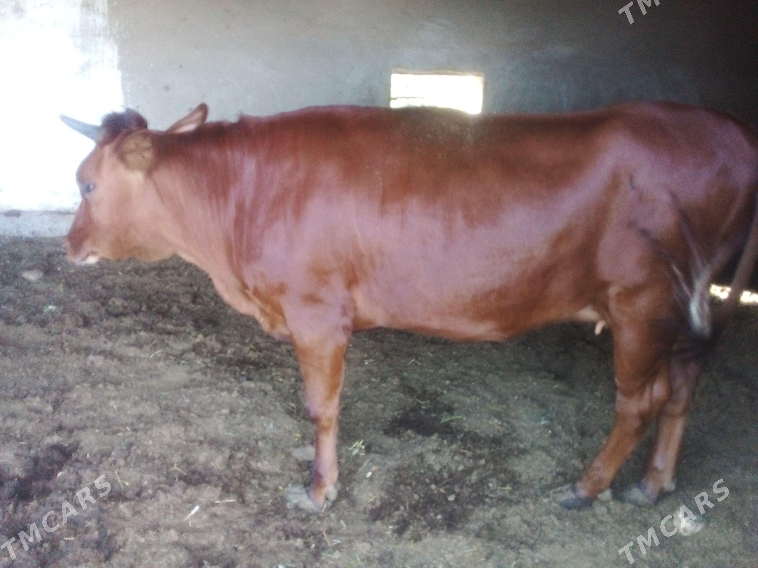 Paroda gulajyn 2 sany - Мары - img 1