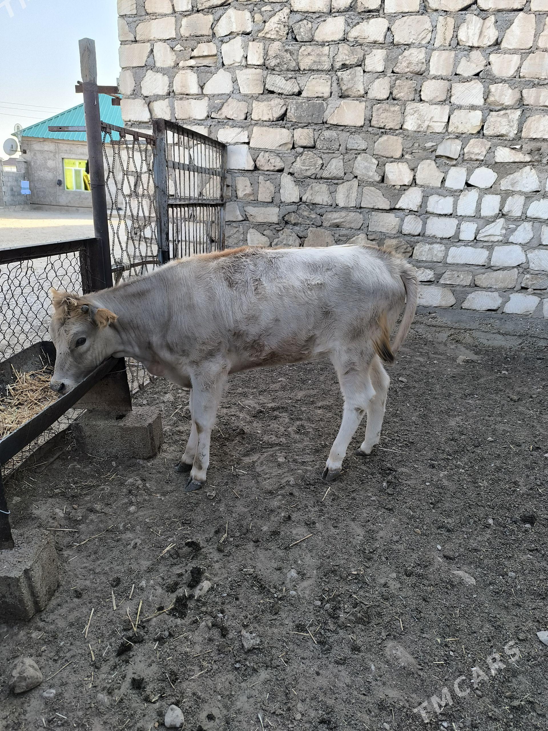 gacar - Balkanabat - img 1