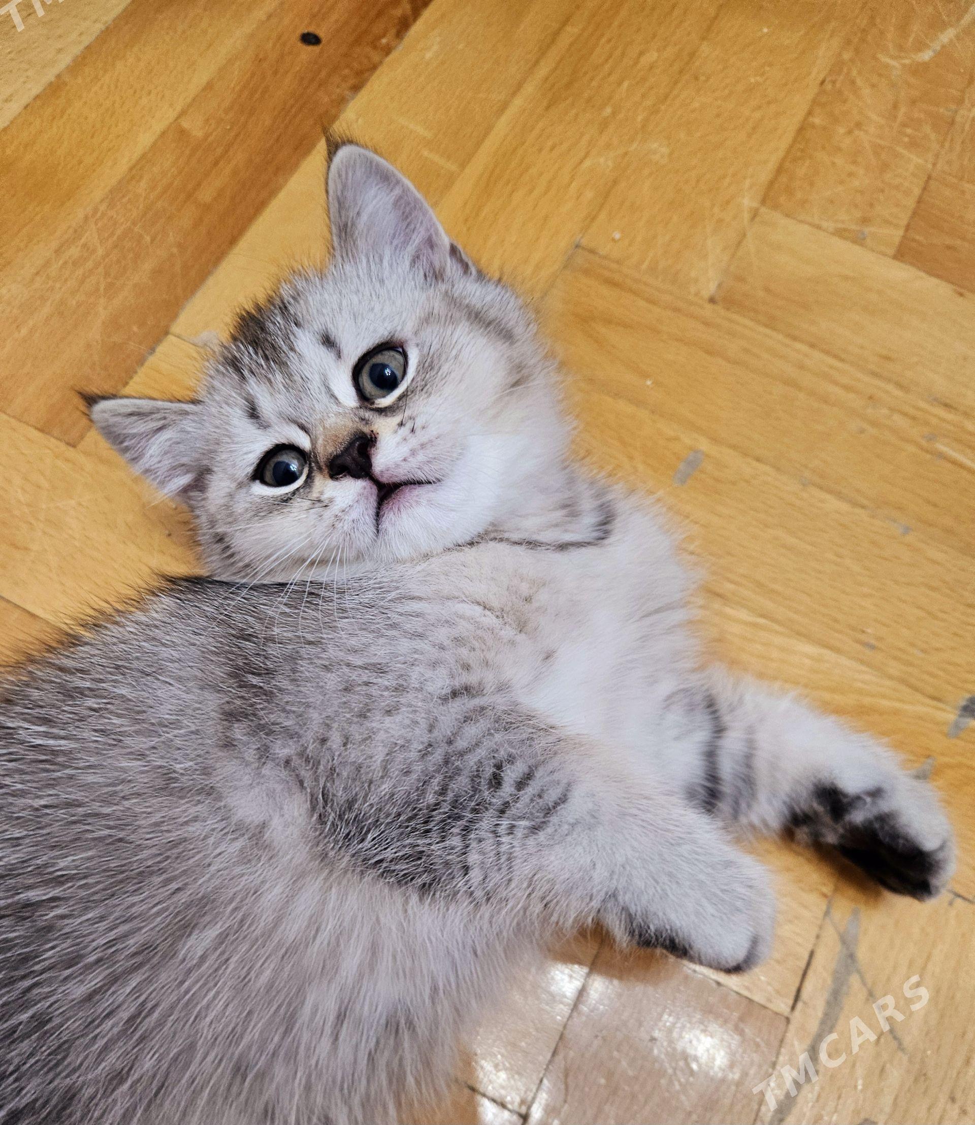Котята - Ашхабад - img 1