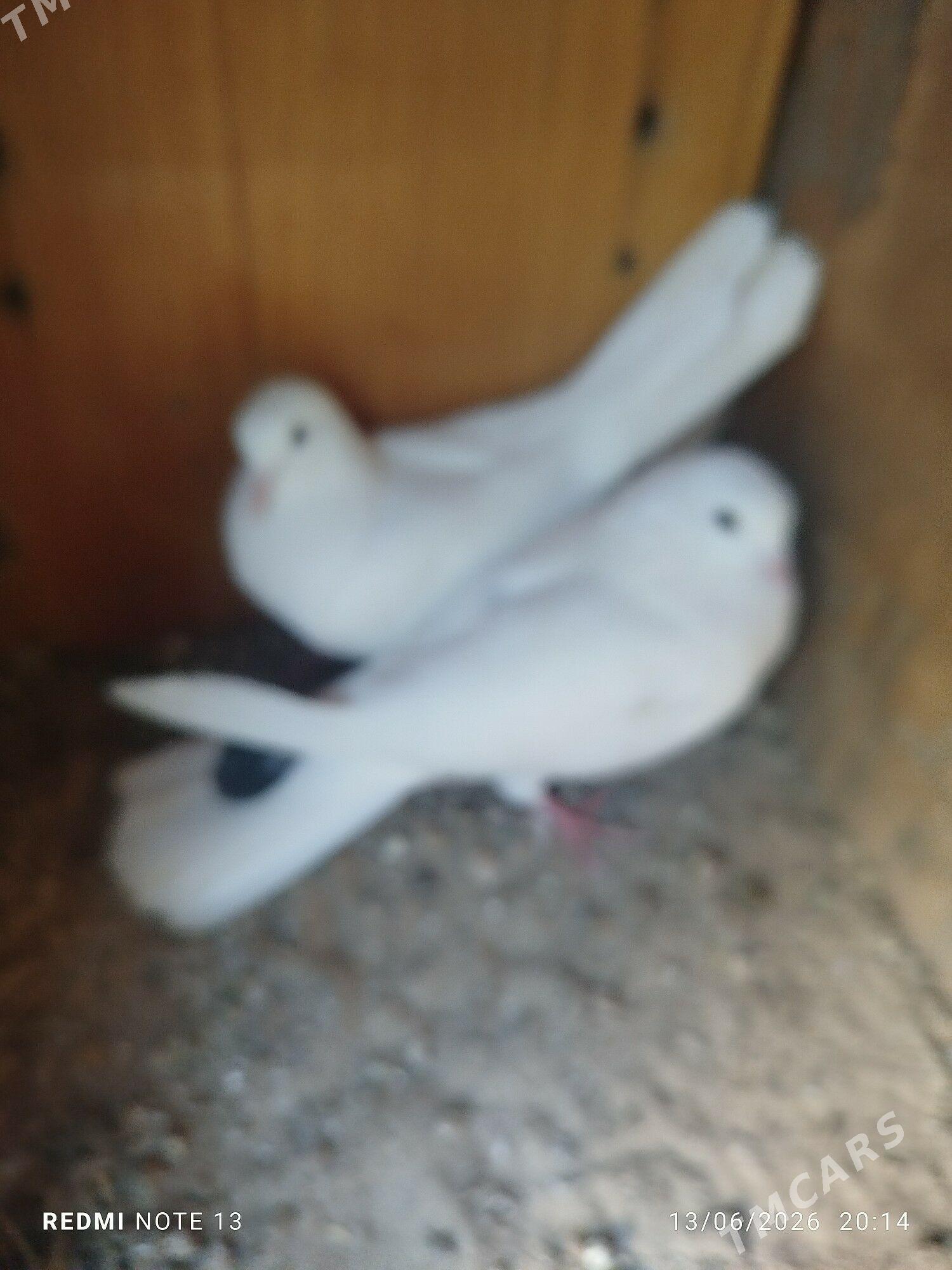 kepderi - Türkmenbaşy - img 1