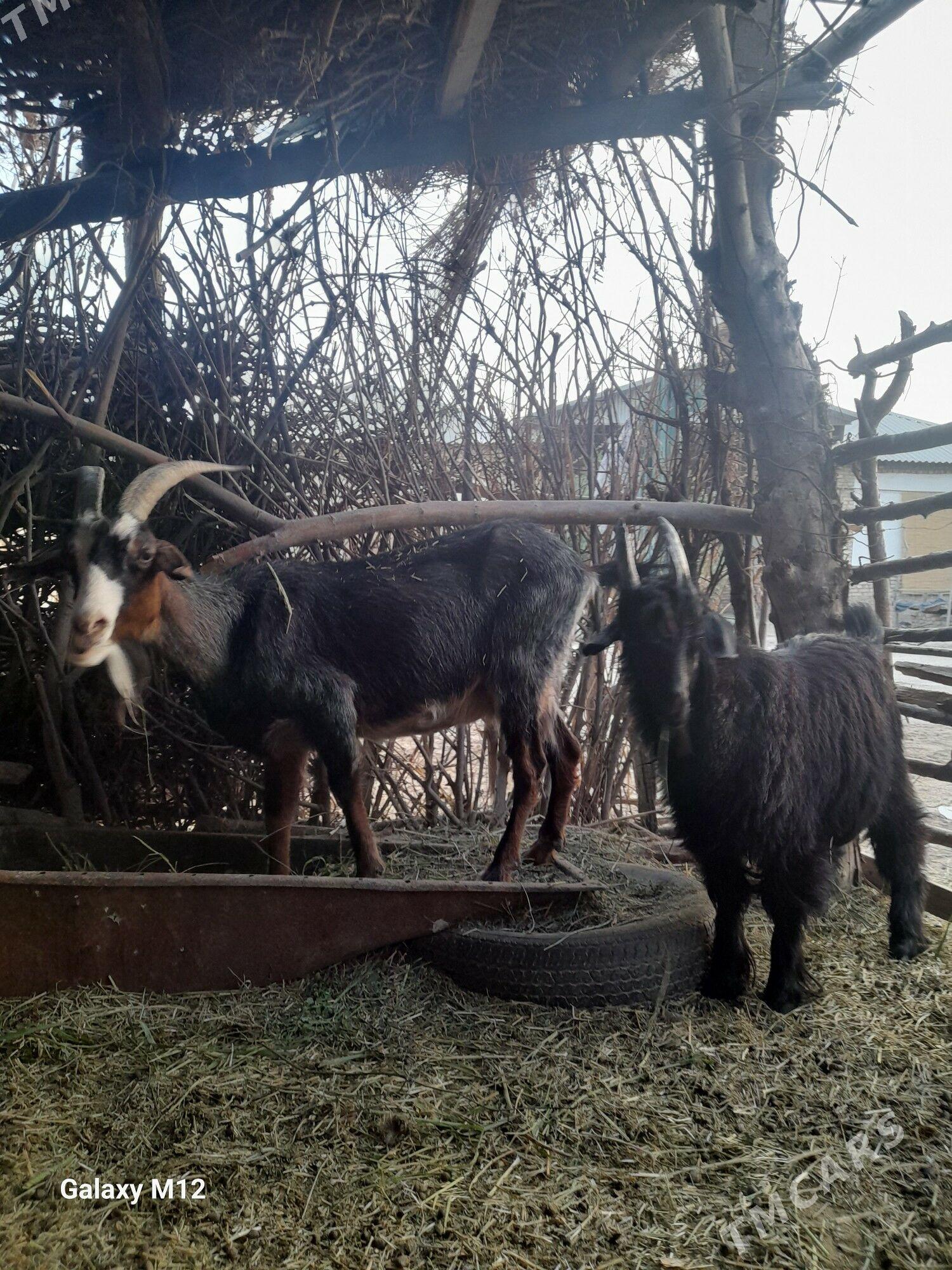 Geçi - Mary - img 1