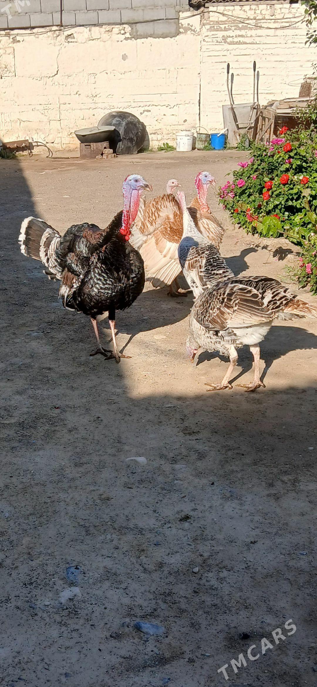 induk erkek - Gyzylarbat - img 1