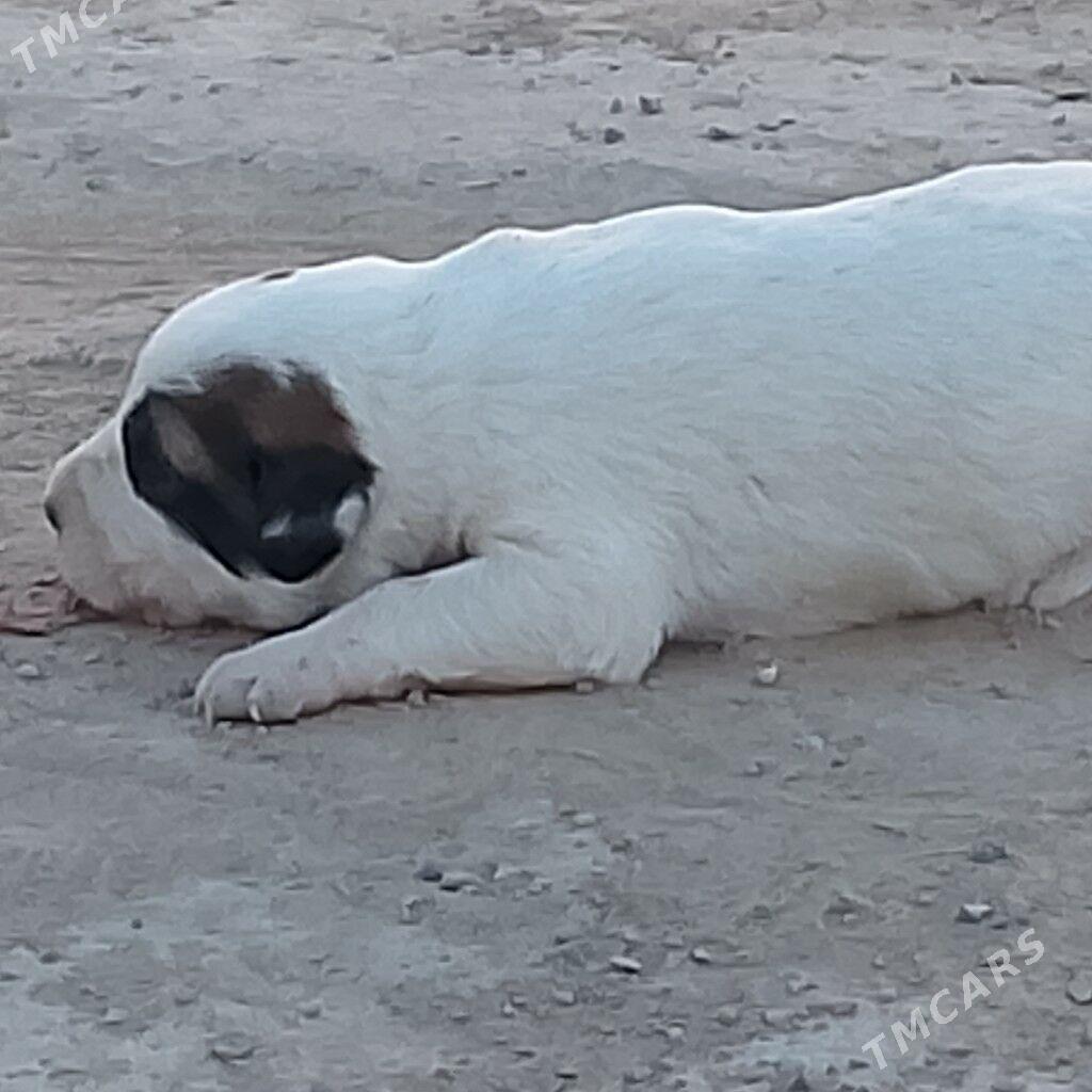 alabay gujik - Daşoguz - img 1