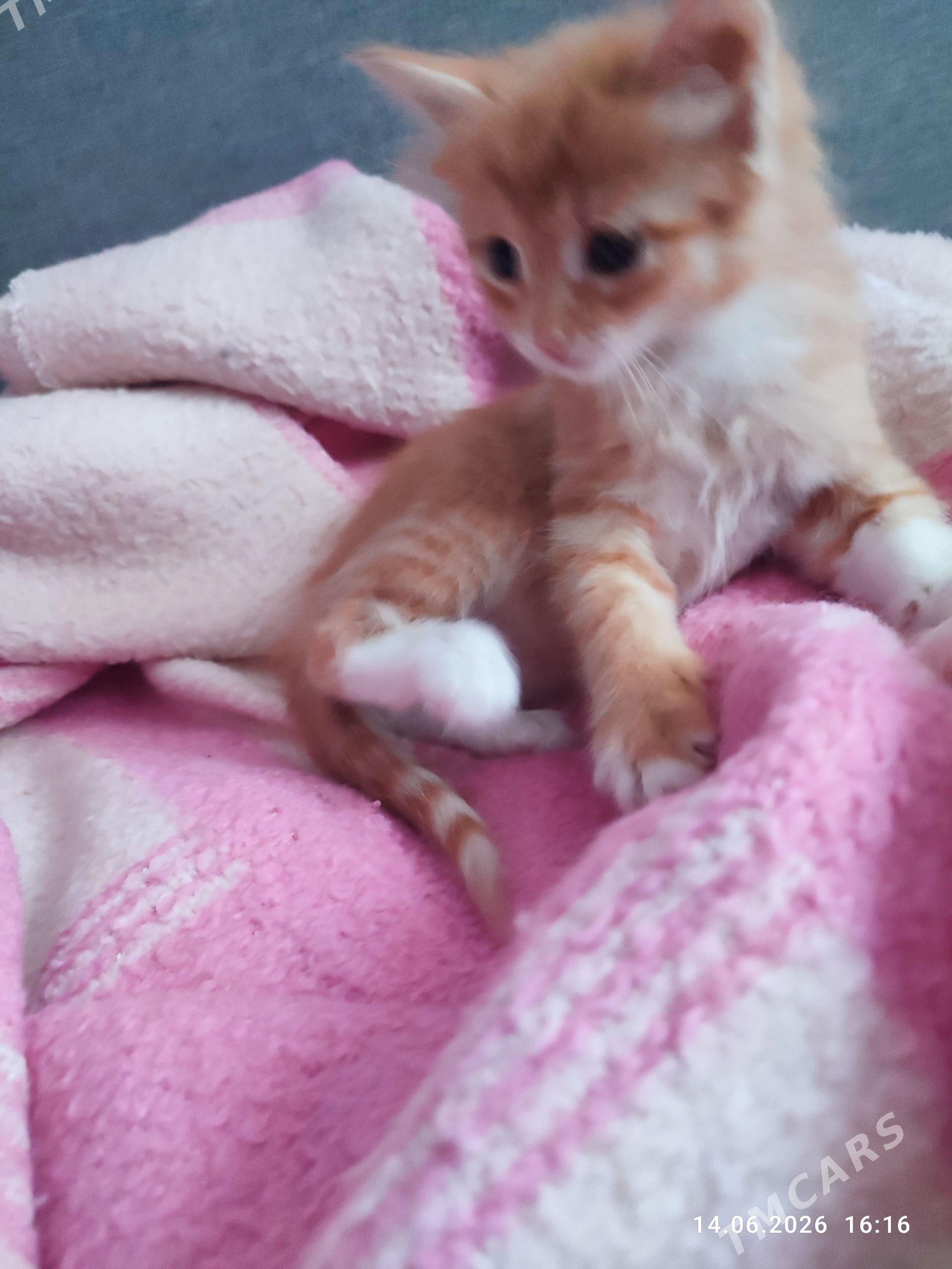котенок - 11 мкр - img 1