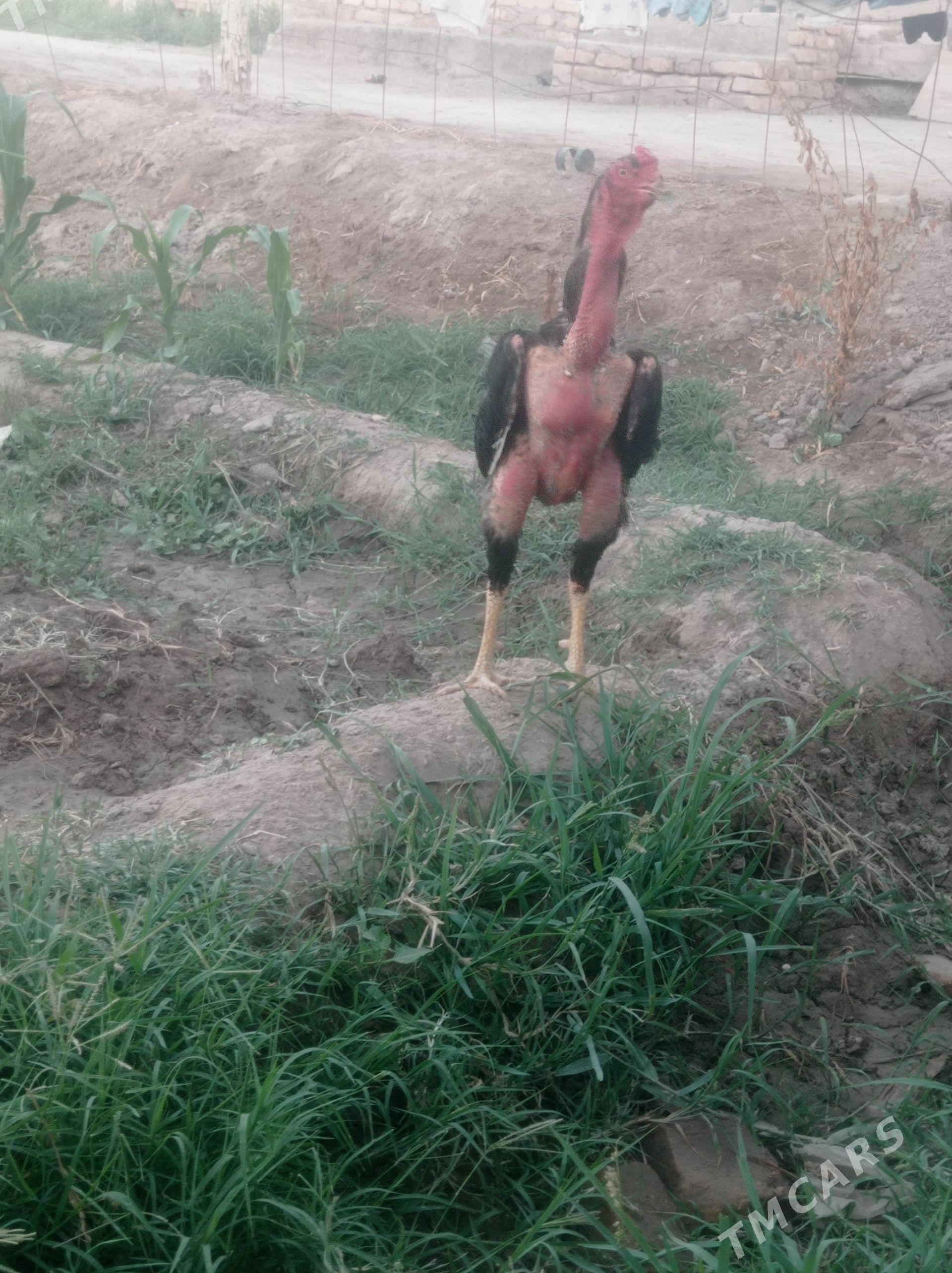 horaz - Şabat etr. - img 1