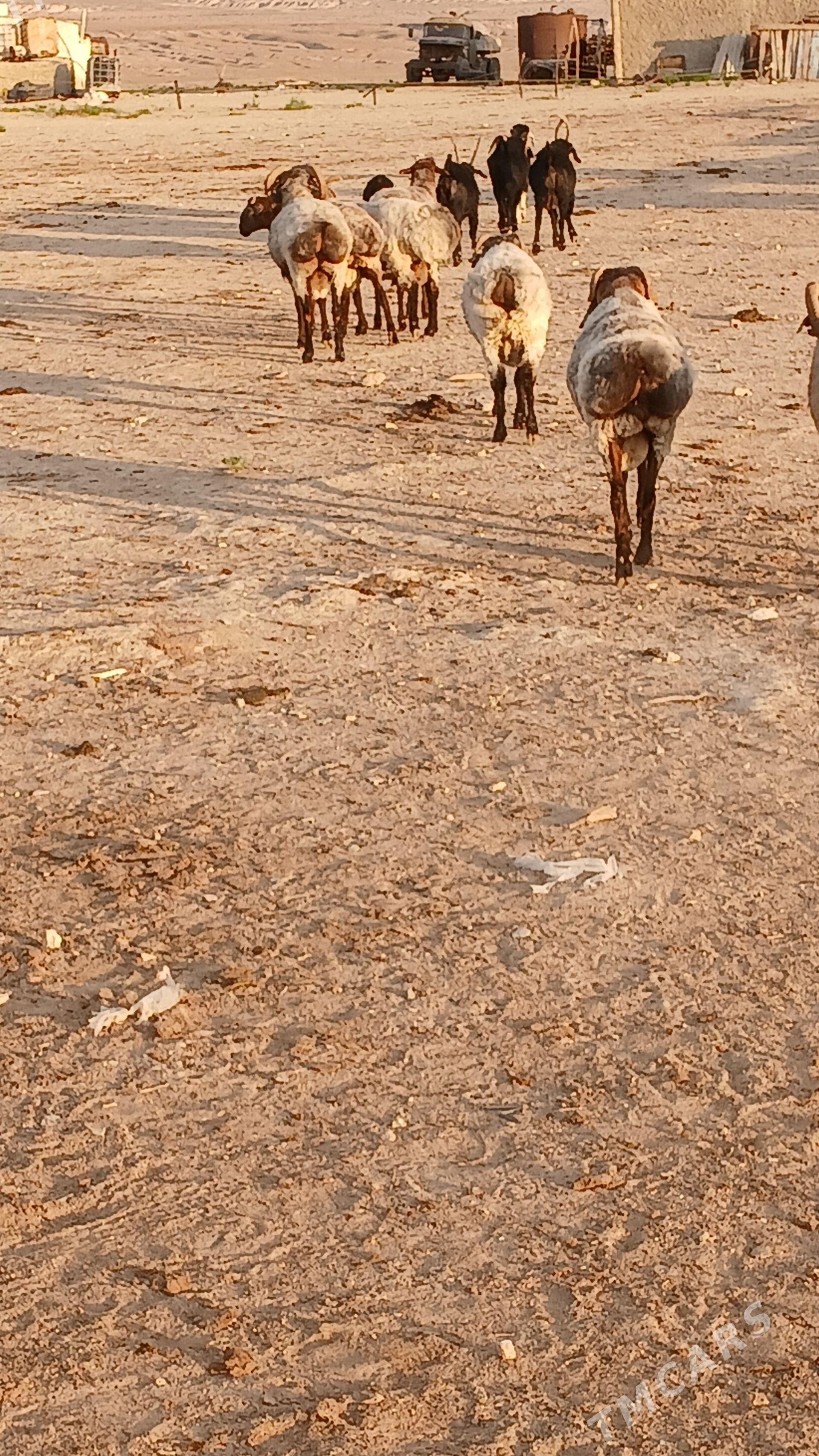 goc teke - Türkmenbaşy - img 1