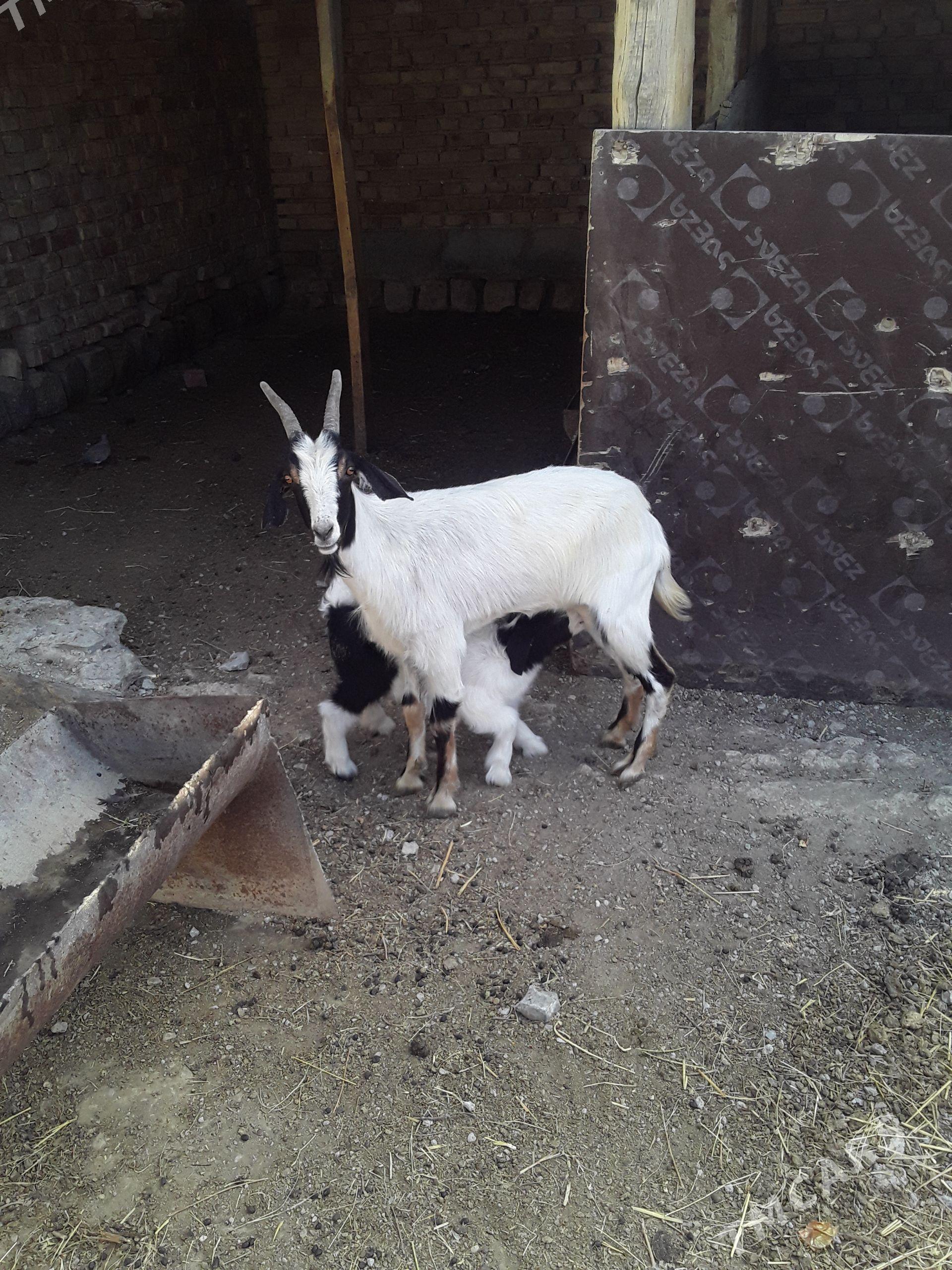 awlakly geçi - Bereket - img 1