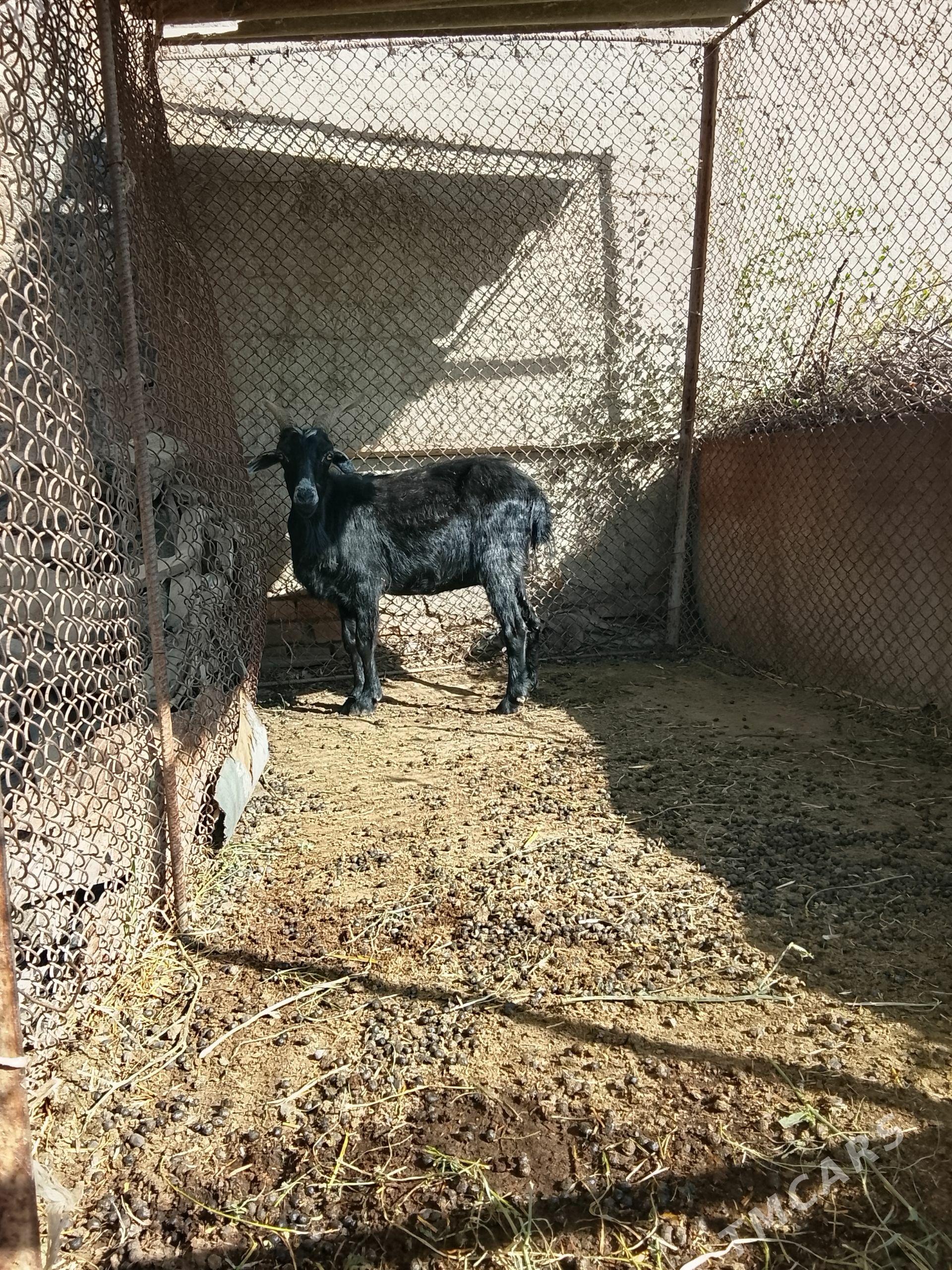 gysyr geçi - Bäherden - img 1