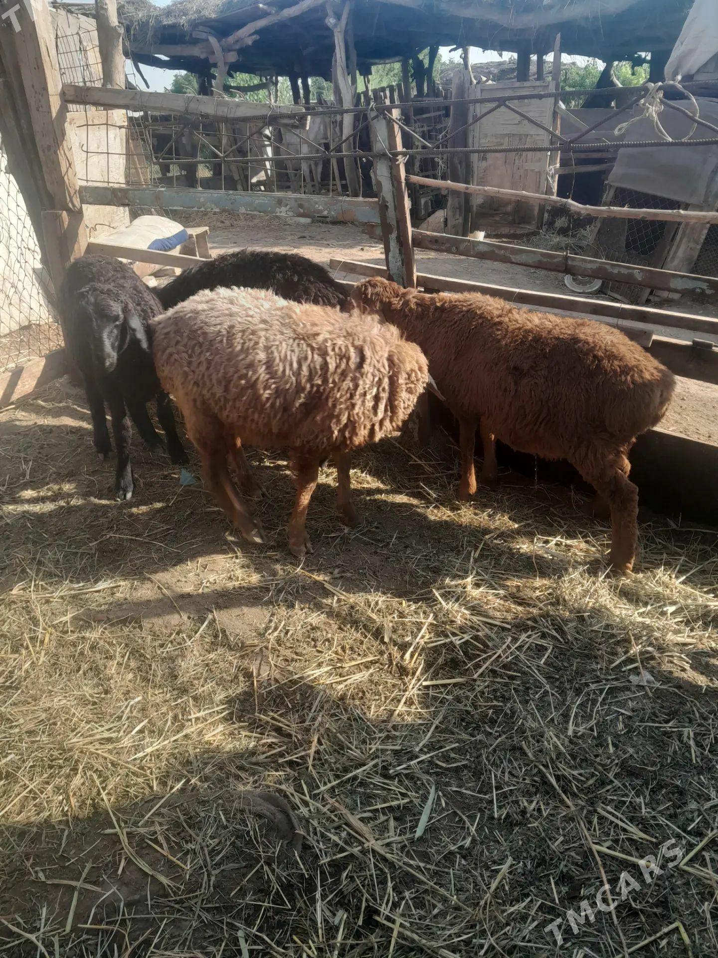 koçkar kuzllar - Фарап - img 1