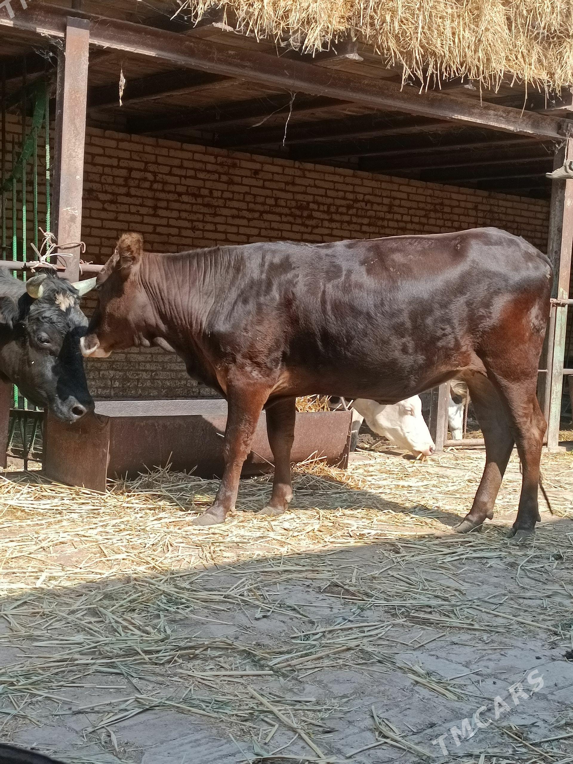 kelek swed unajyn - Çärjew - img 1