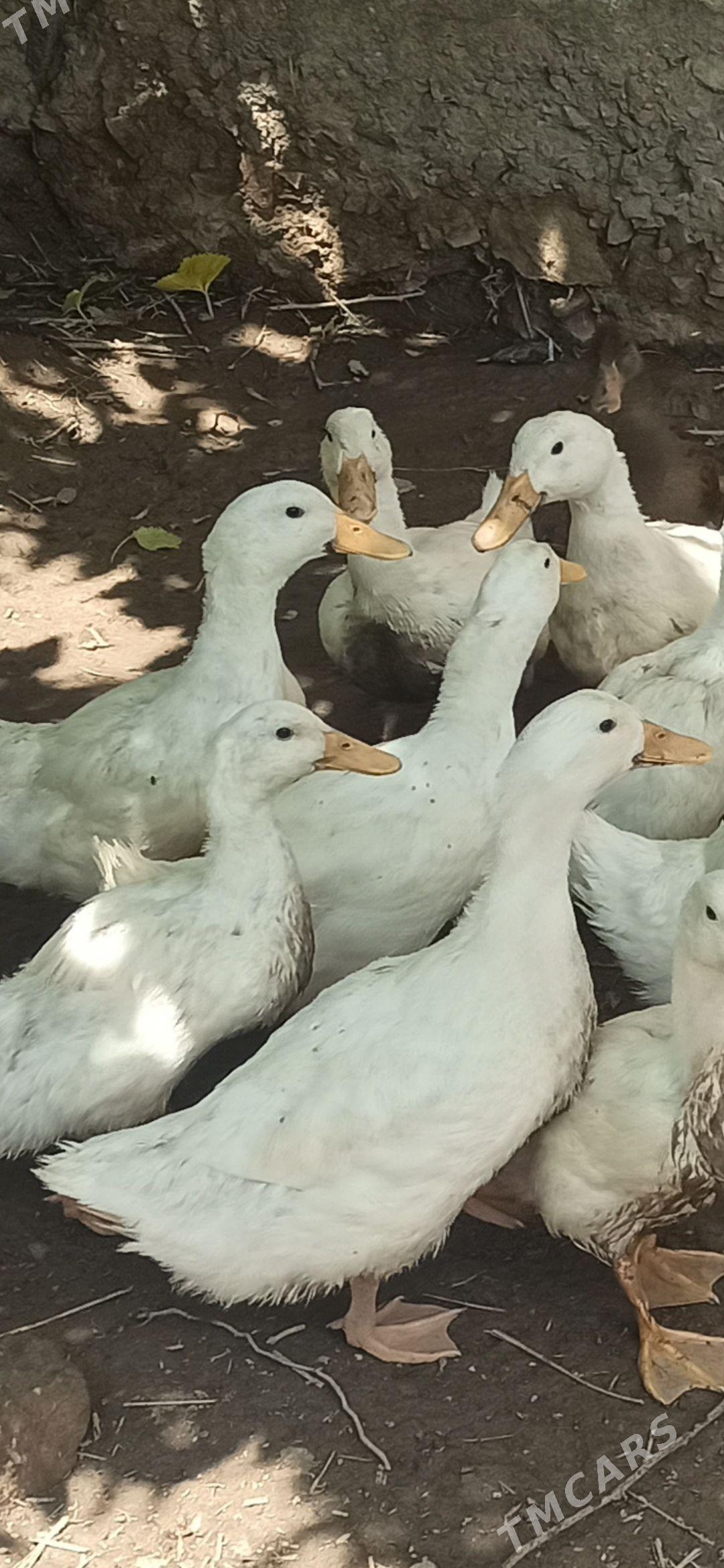 ordek - Daşoguz - img 1