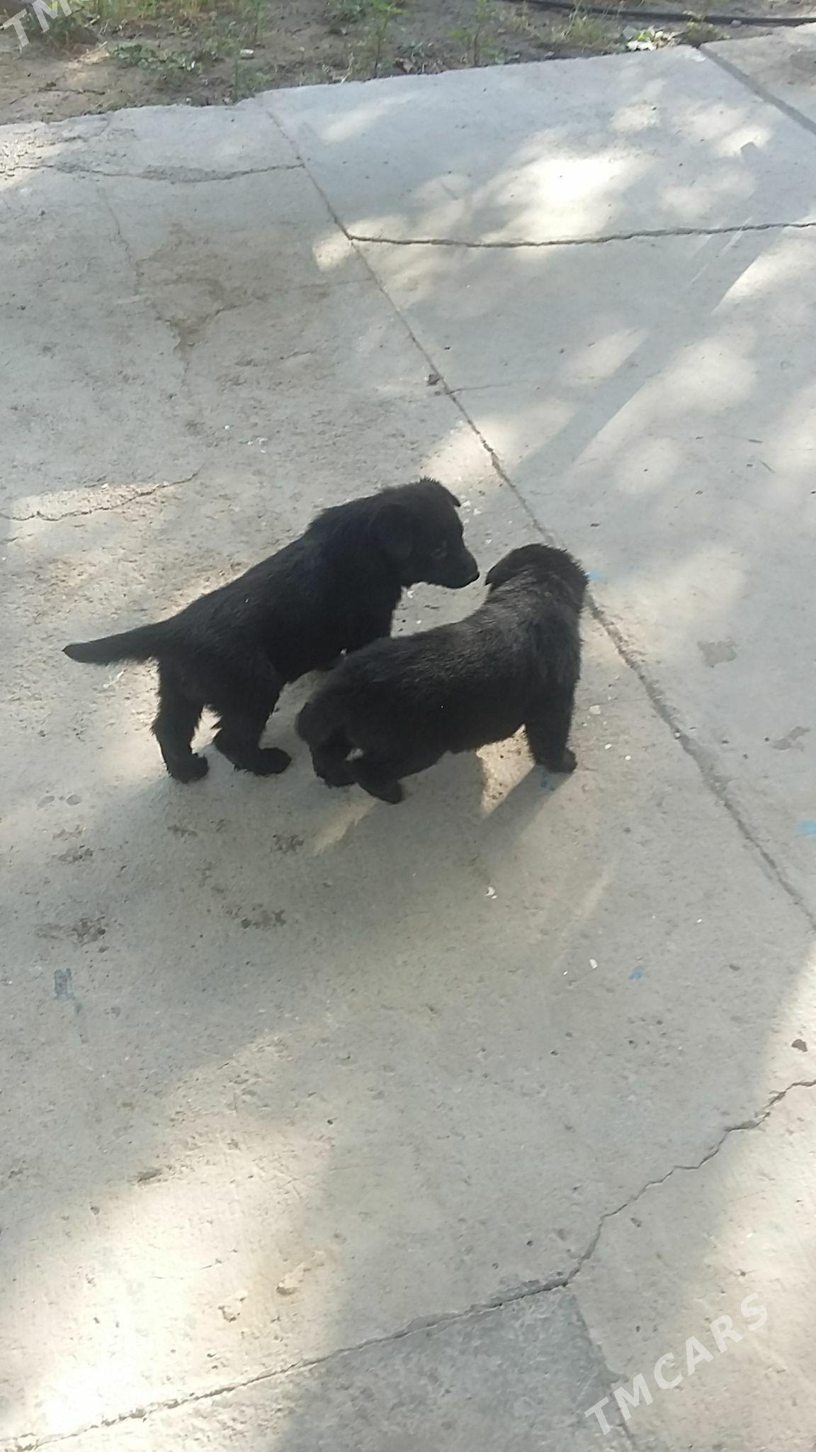 owçarka - Büzmeýin - img 1