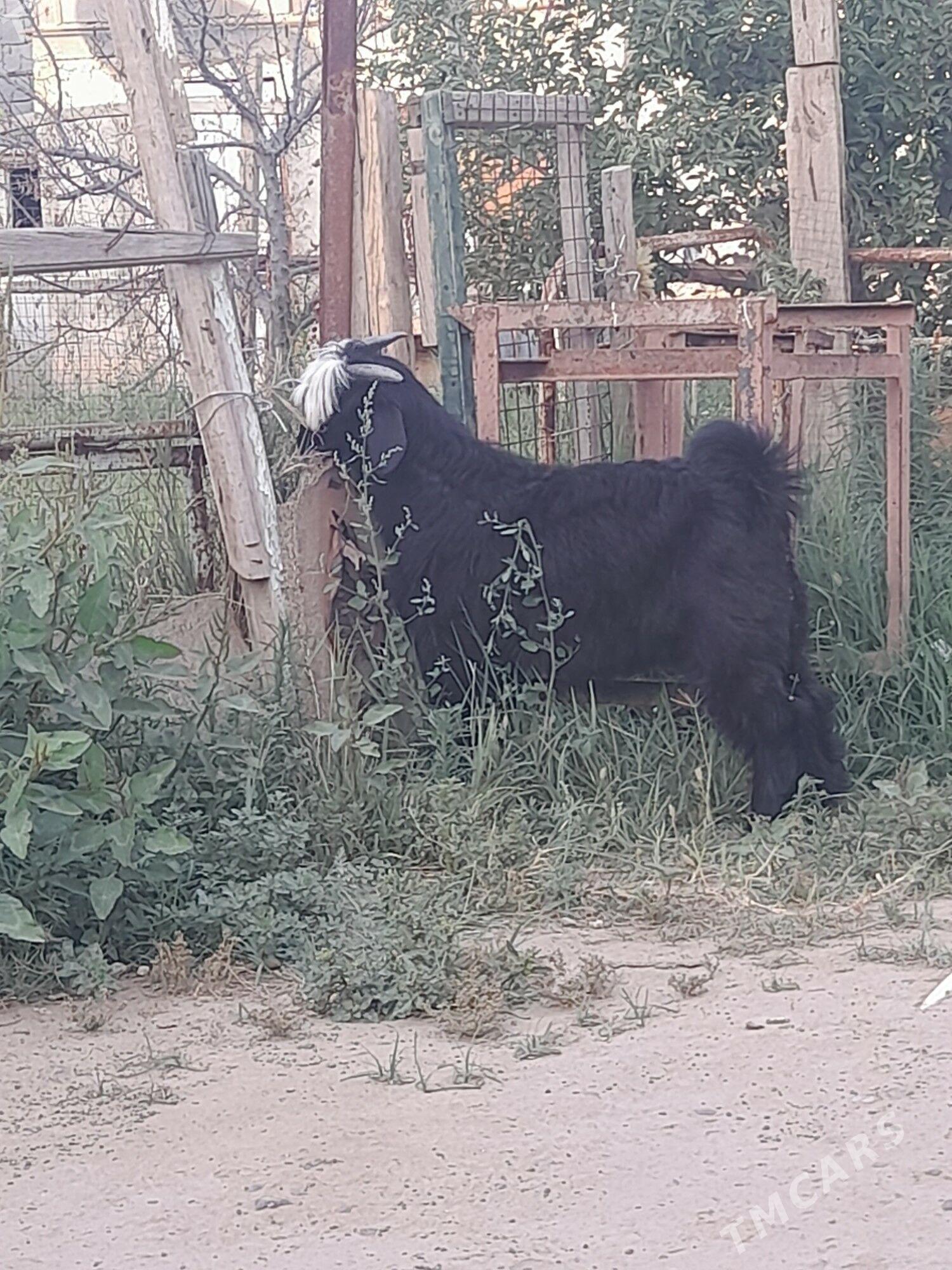Çewiş - Çoganly - img 1