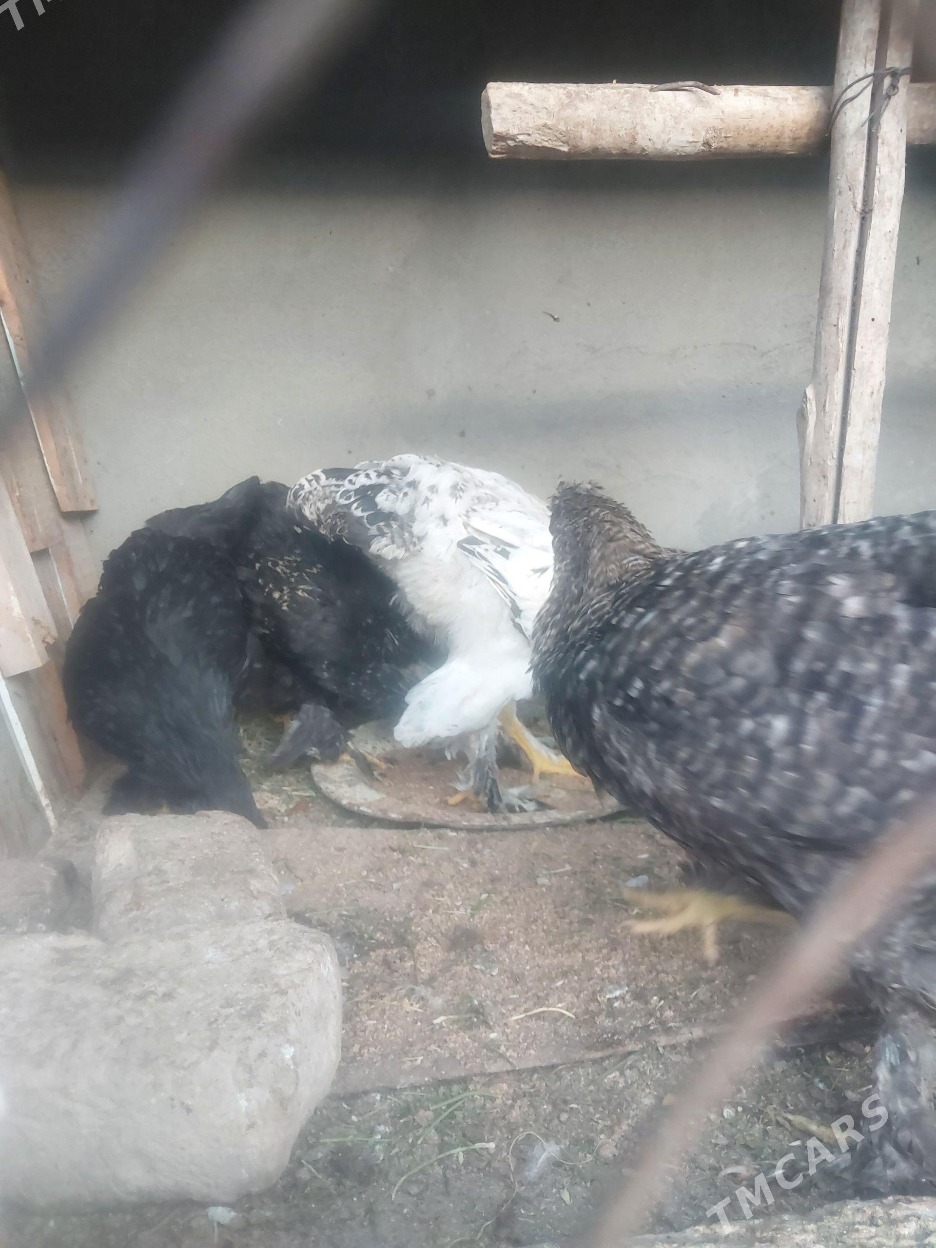 brama gigant juje - Daşoguz - img 1