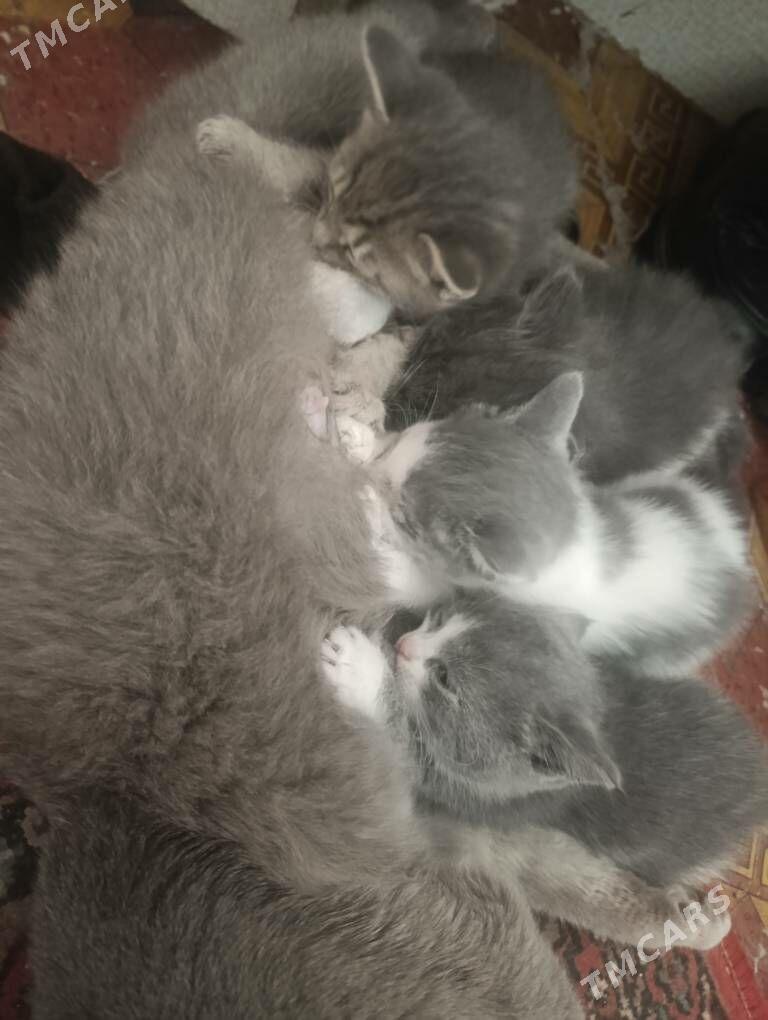 pişik - Türkmenbaşy - img 1