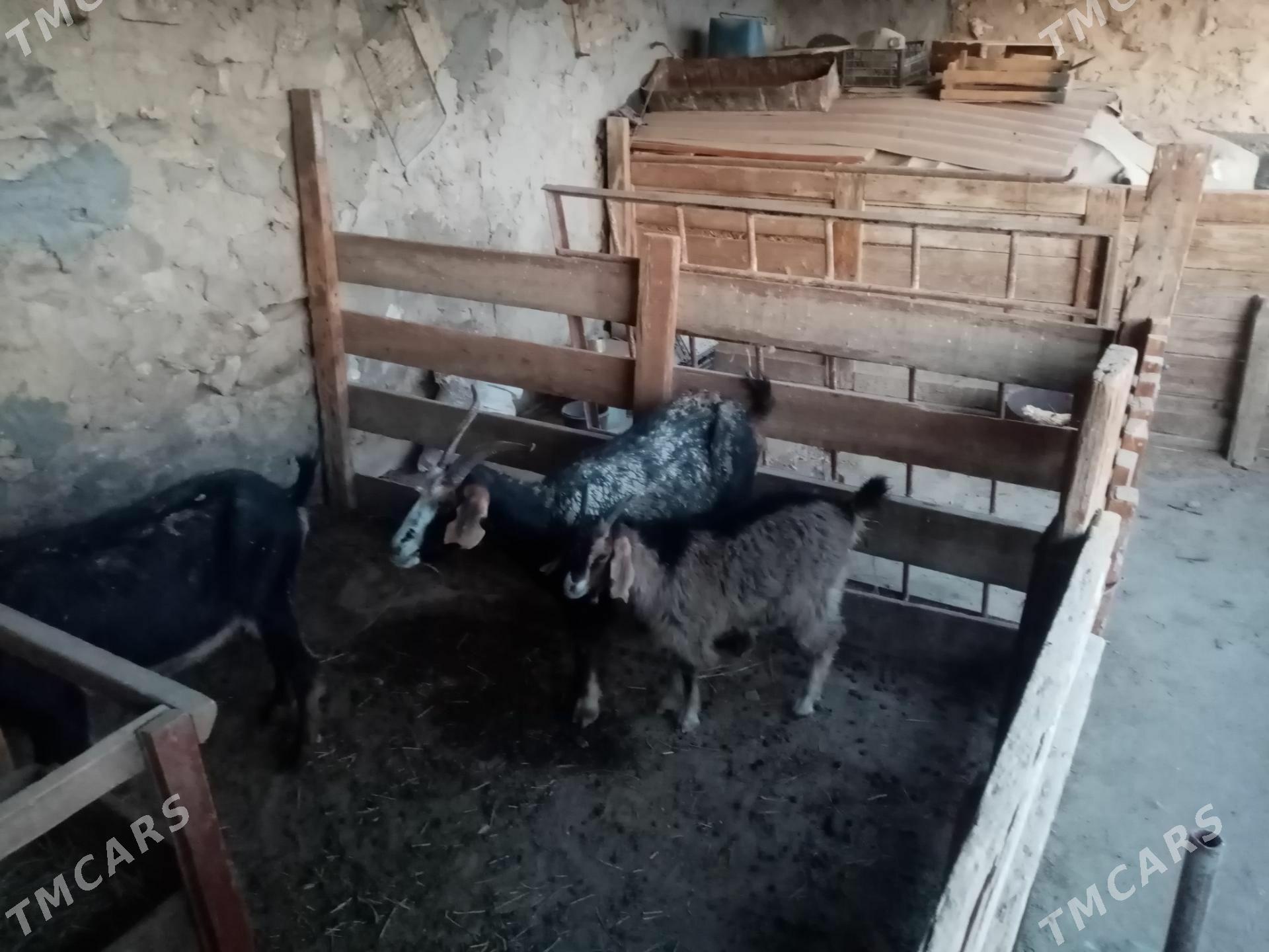 GeciGeci - Balkanabat - img 1