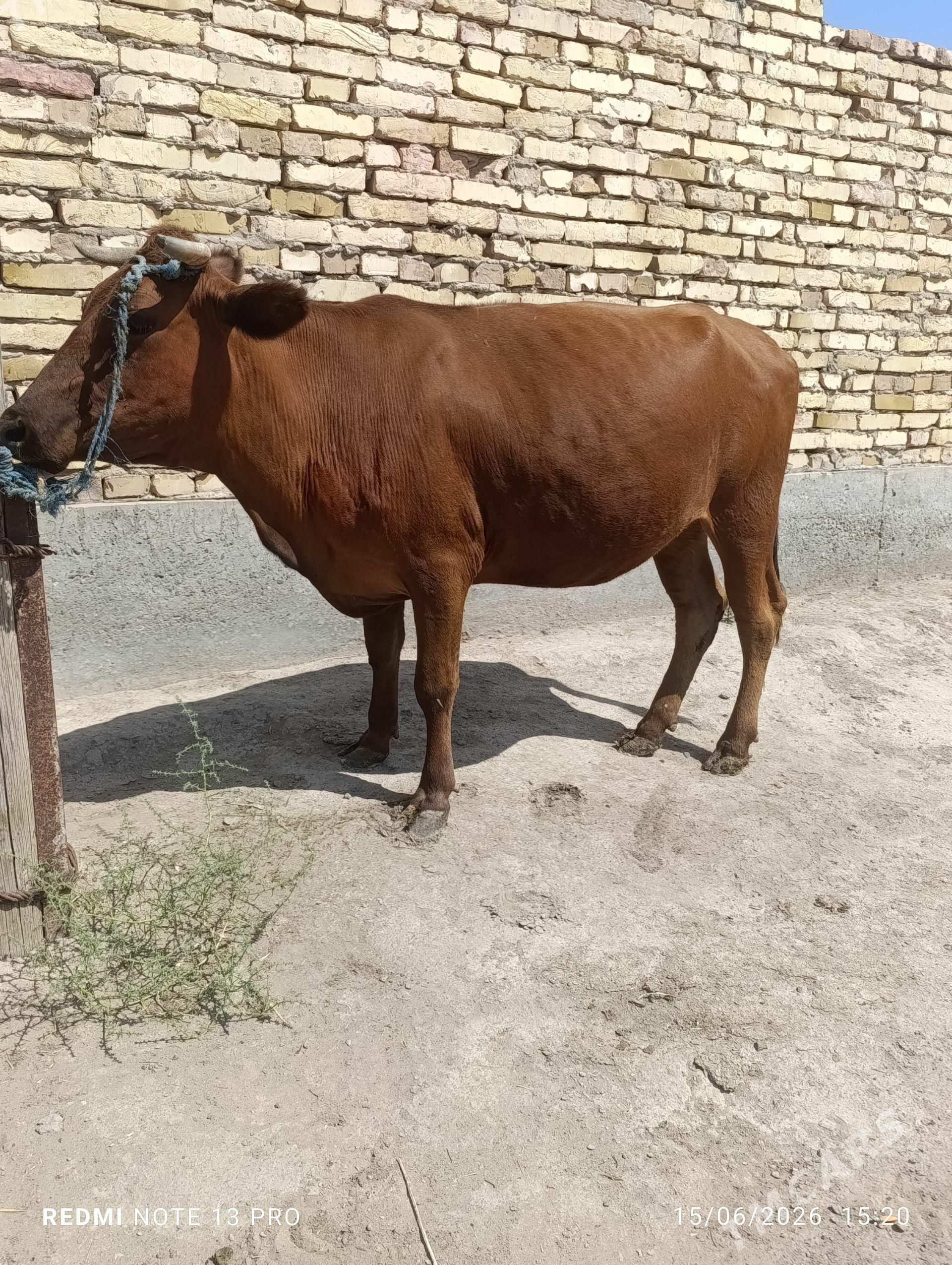 Kysyr inek - Farap - img 1