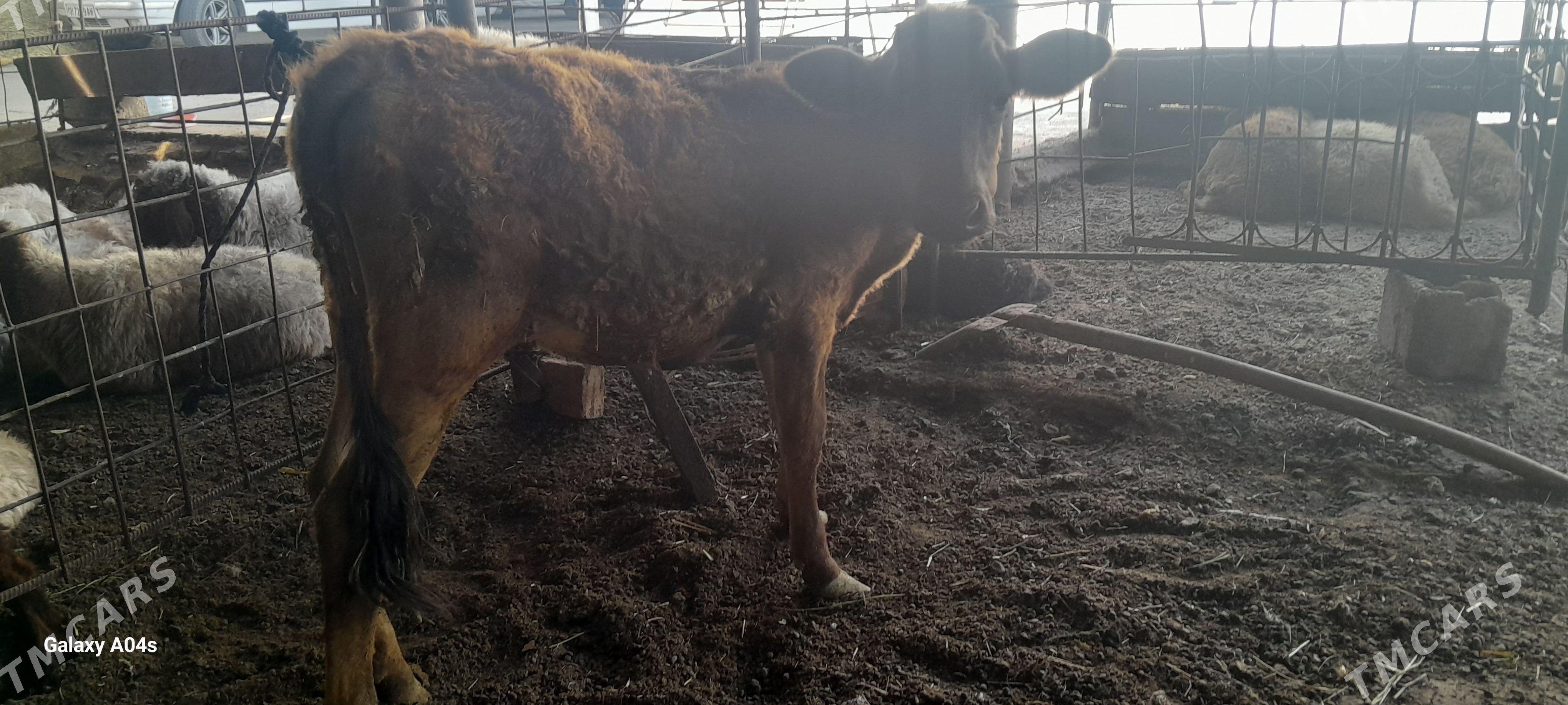 tuwe - Гёкдепе - img 1