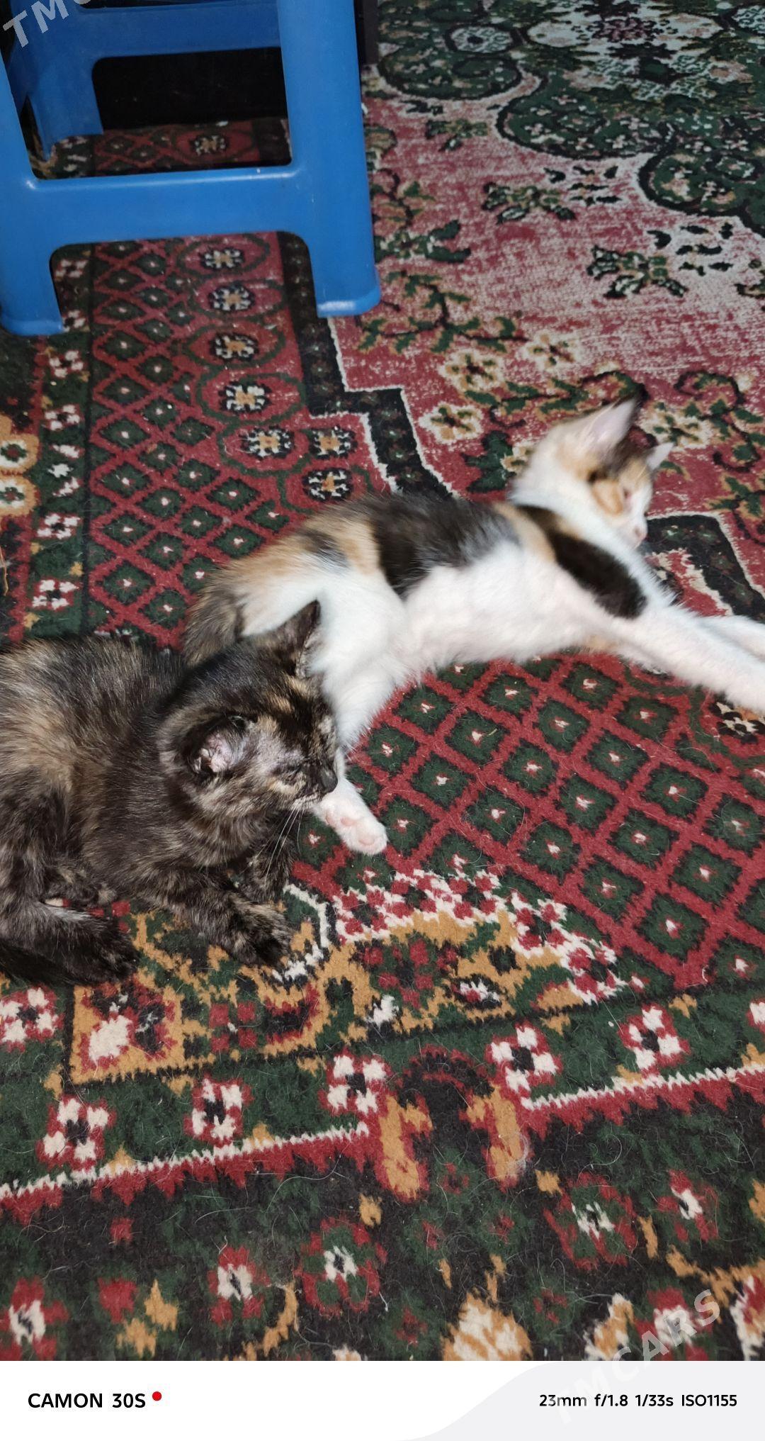 котята - Дашогуз - img 1