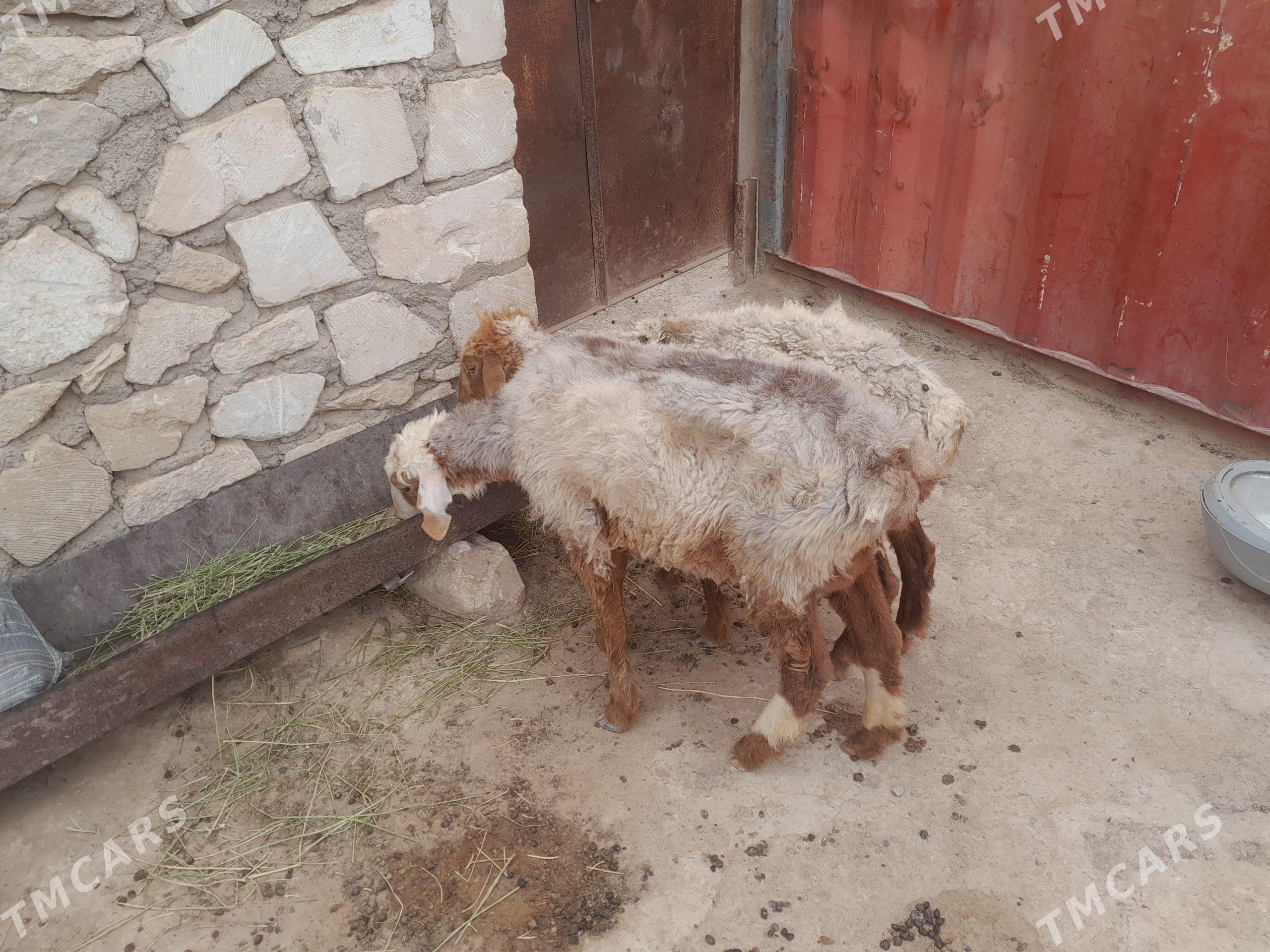 goyun - Türkmenbaşy - img 1
