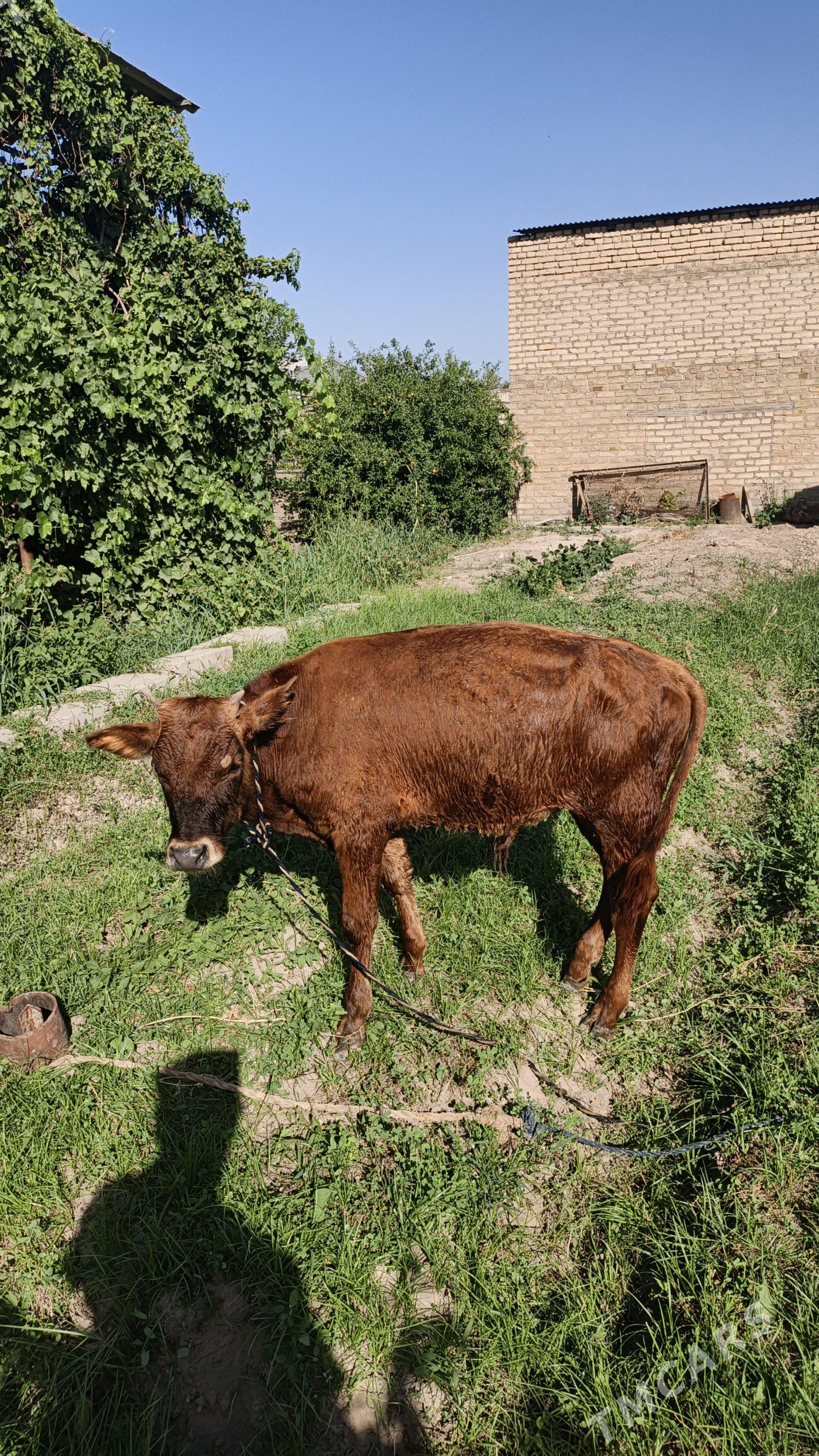Oküz meydan - Wekilbazar - img 1