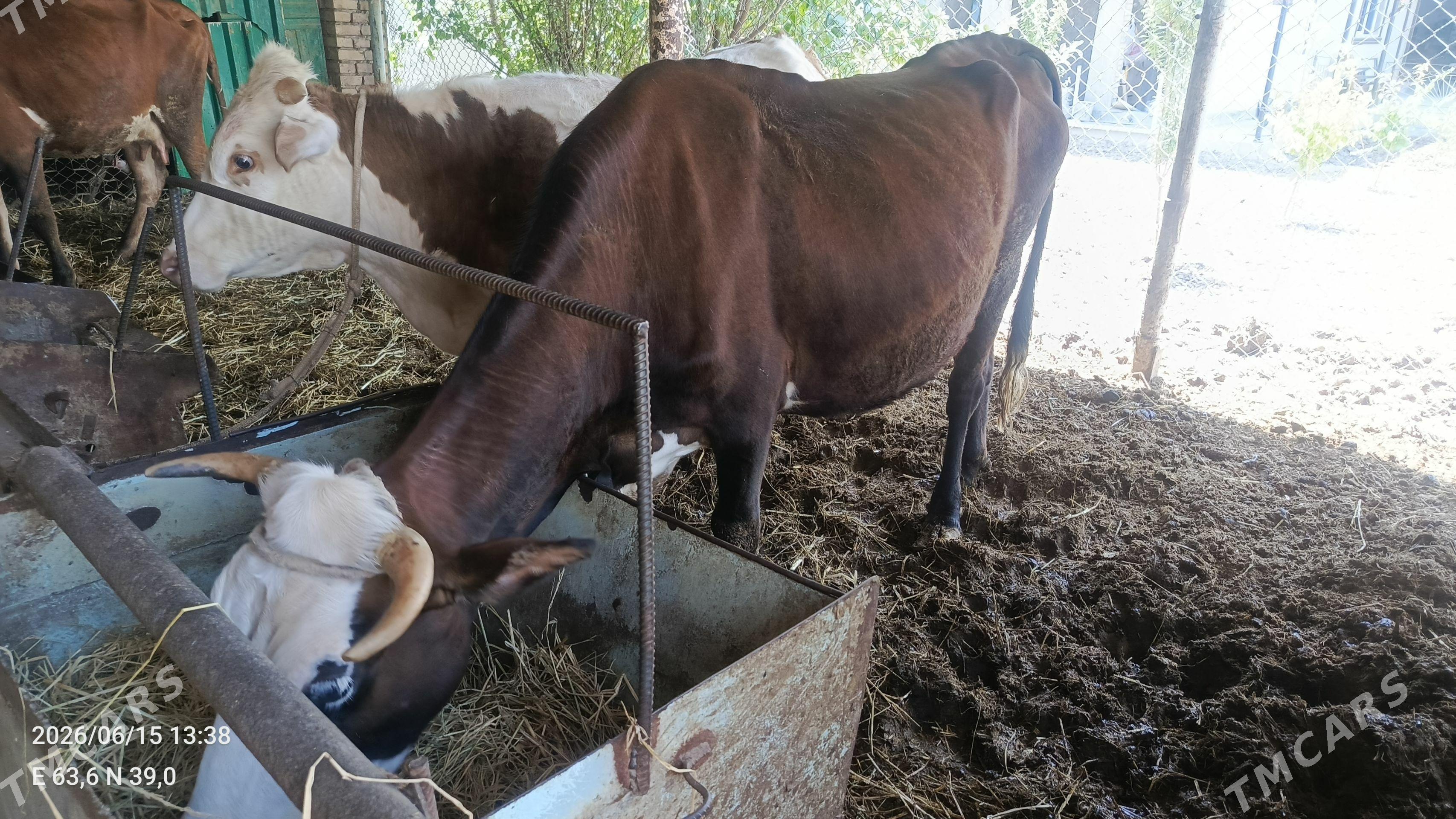 sygyr - Туркменабат - img 1